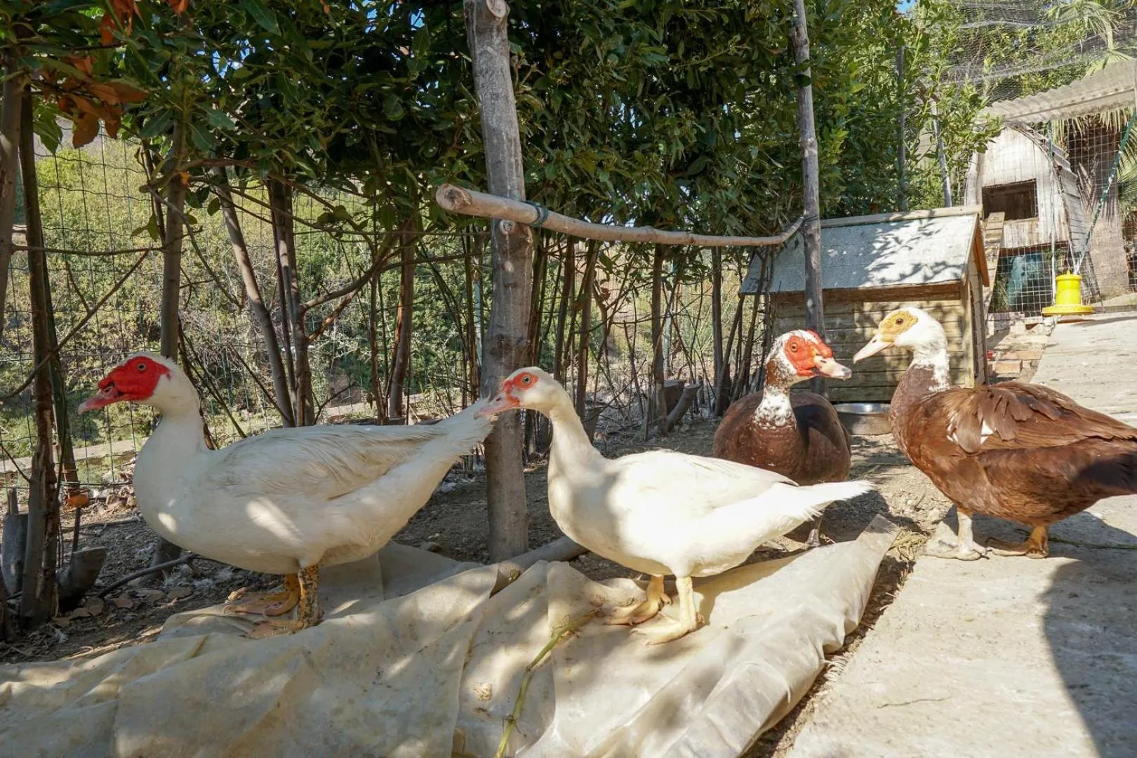 Animals in Villa Caterina - Solemar Sicilia