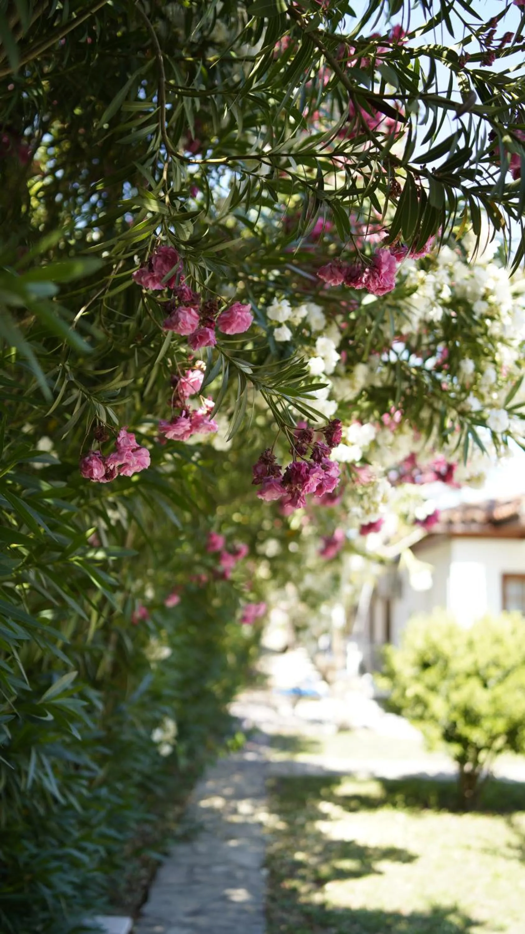 Garden in Dalyan YUNUS HOTEL