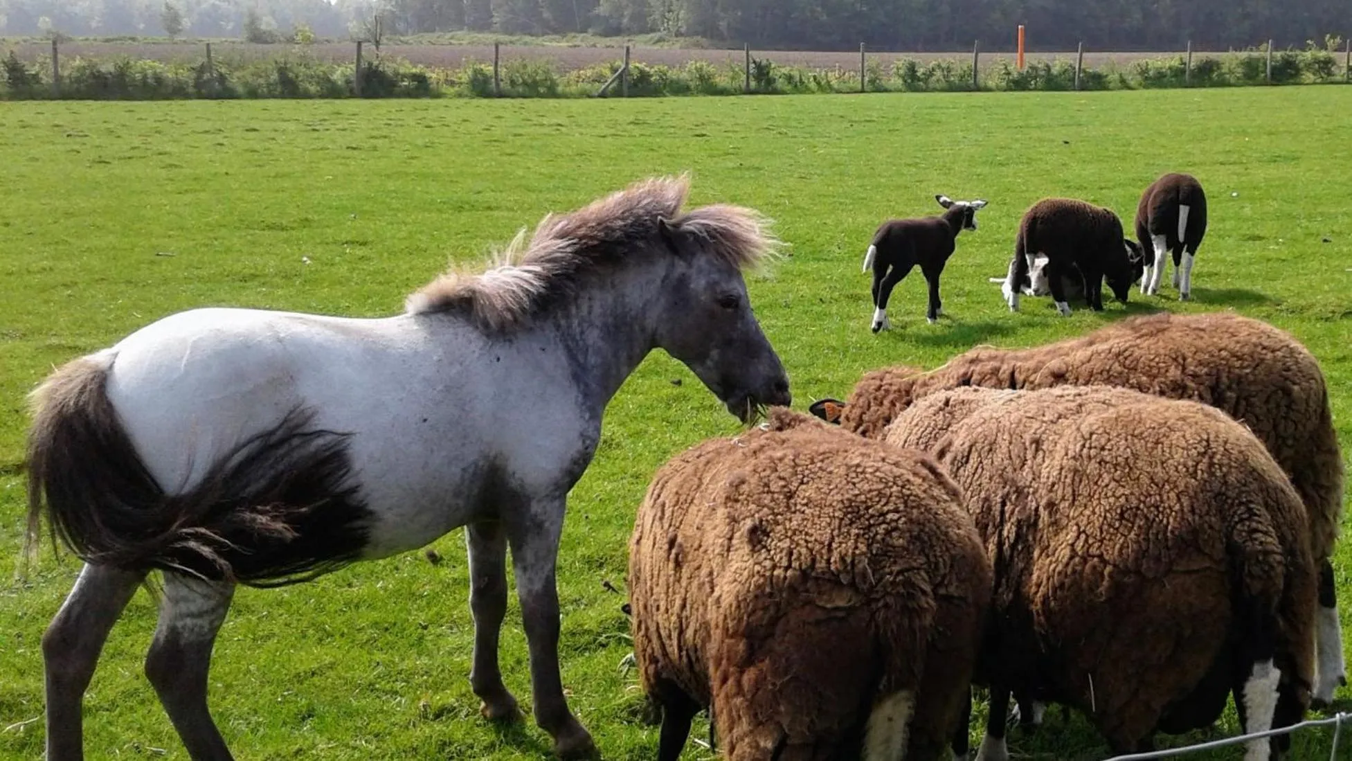 Animals in B & B Victors Hof, met zwemvijver in landelijke setting