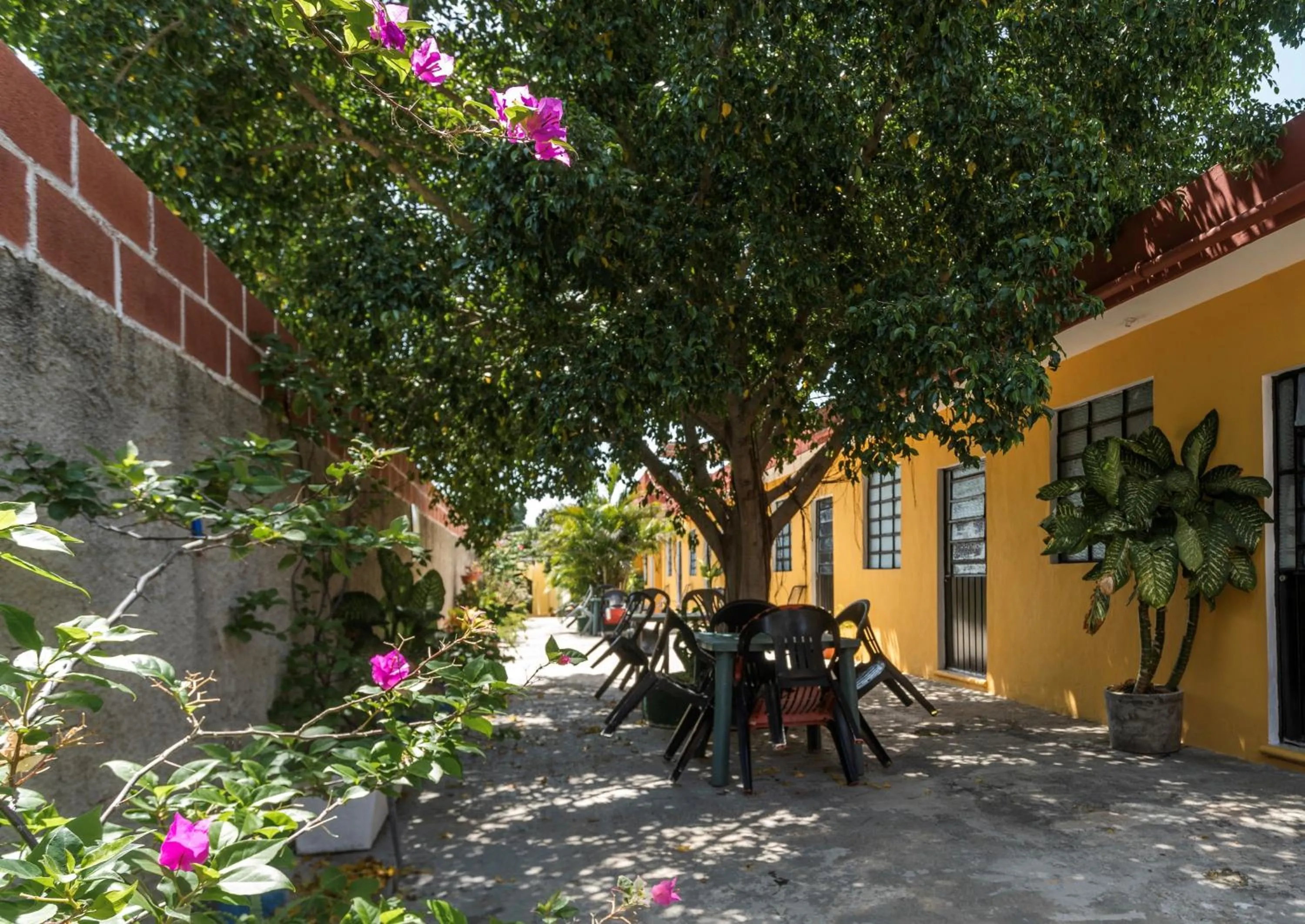 Garden in Casa Cuevas & Amaro