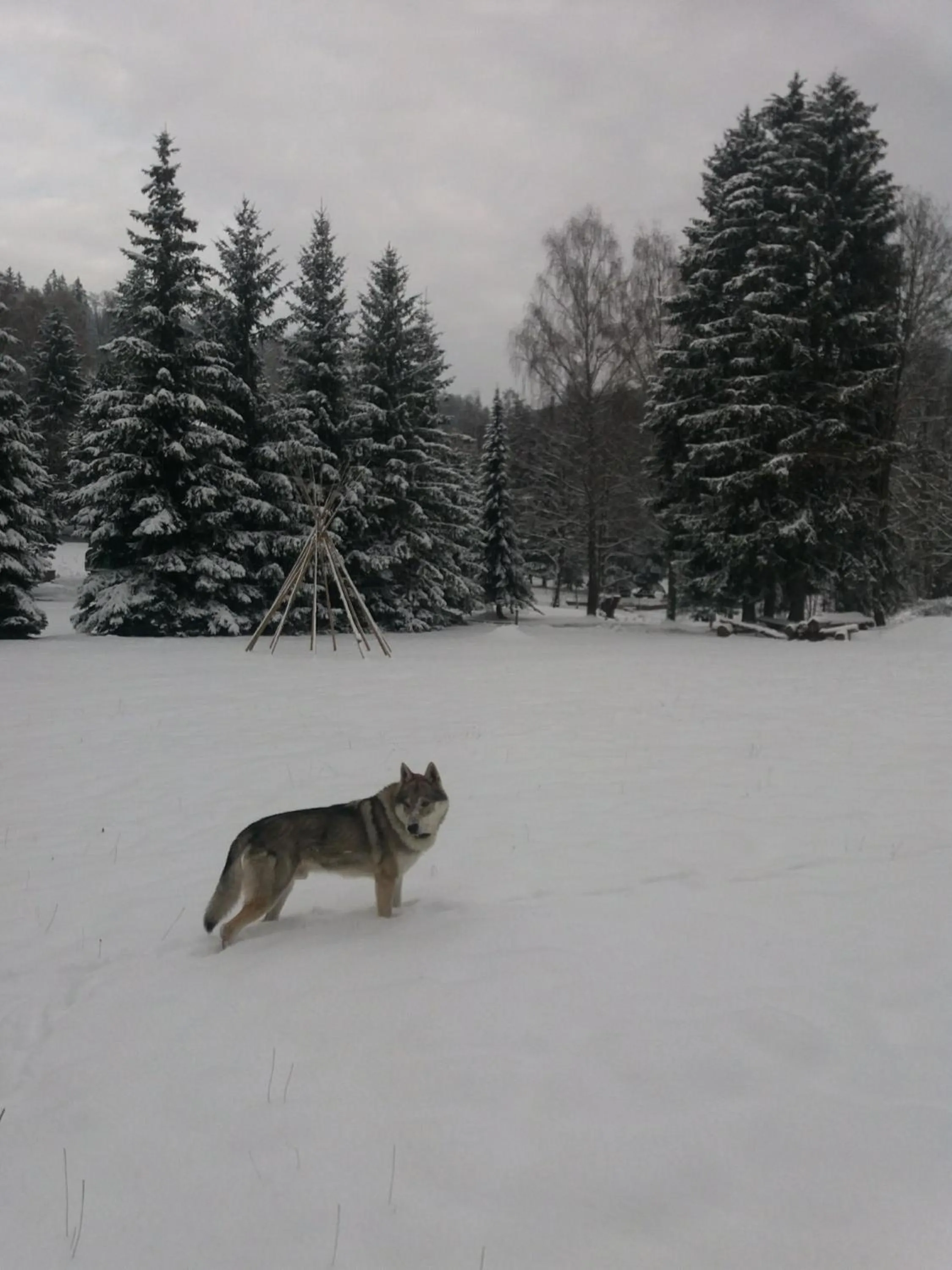 Winter in Hotel ČESKÁ FARMA