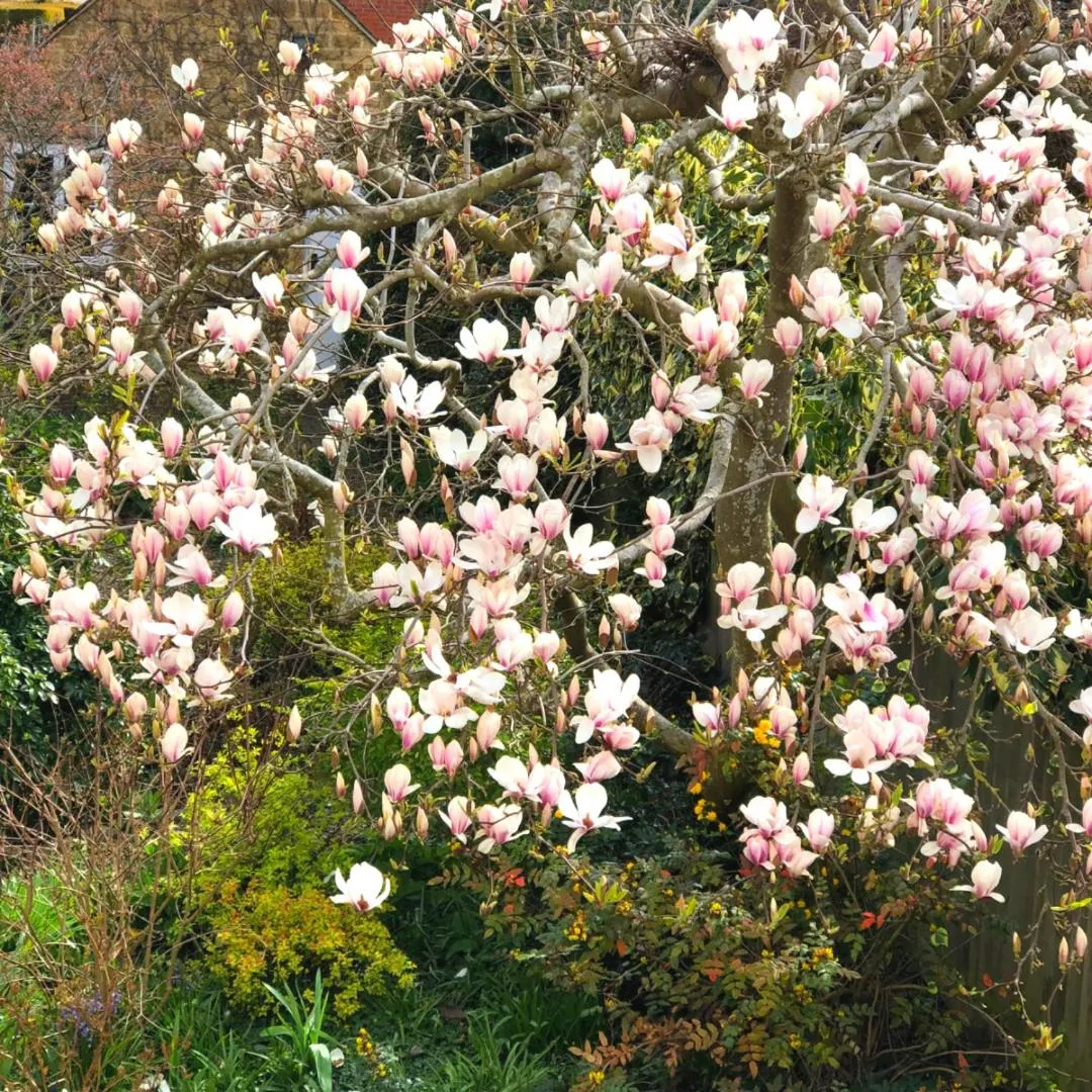 Property building in Magnolia Cottage-Exclusive Cotswold Package