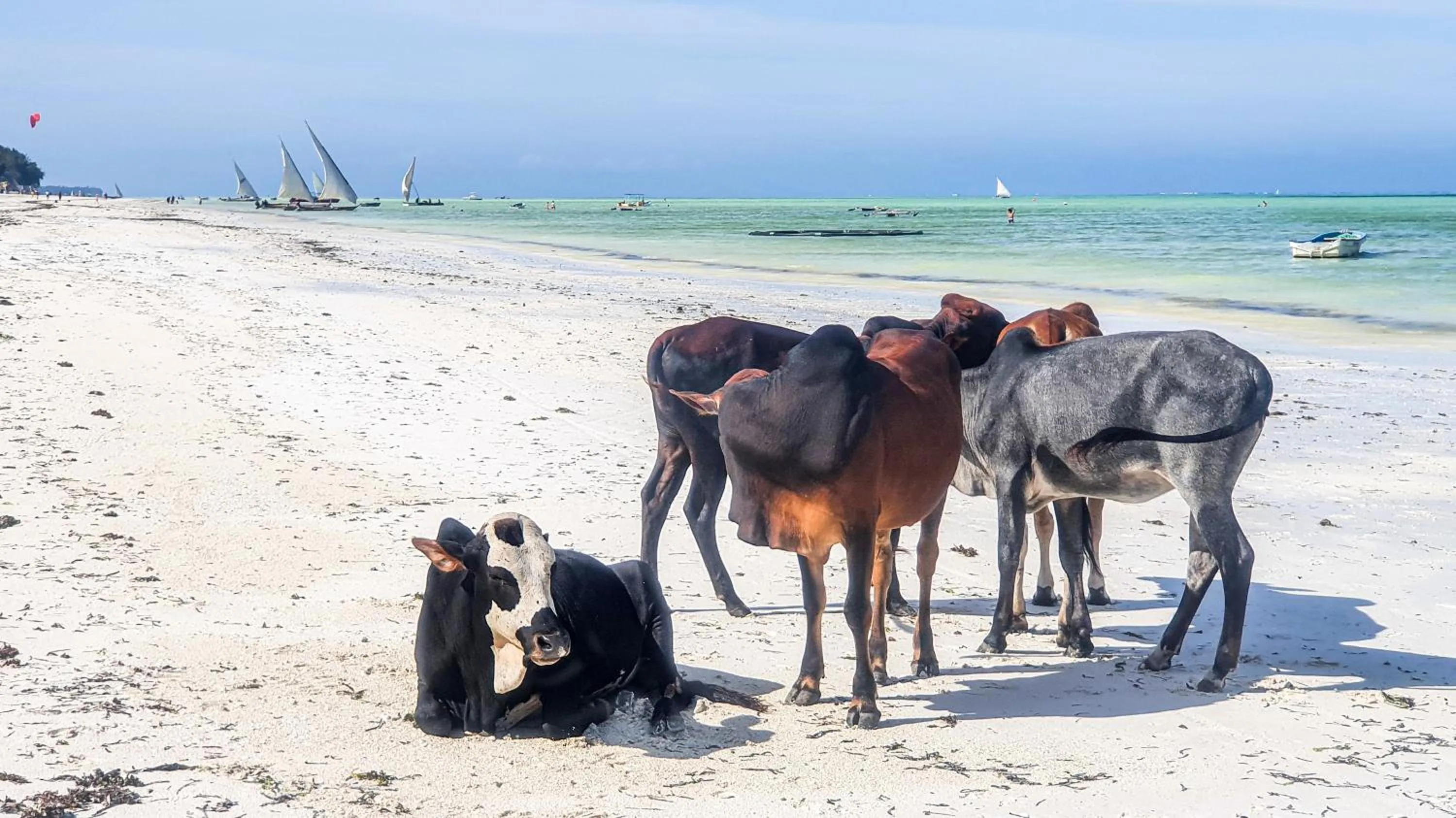 Beach in Reyna Resort By Cezere The Palm