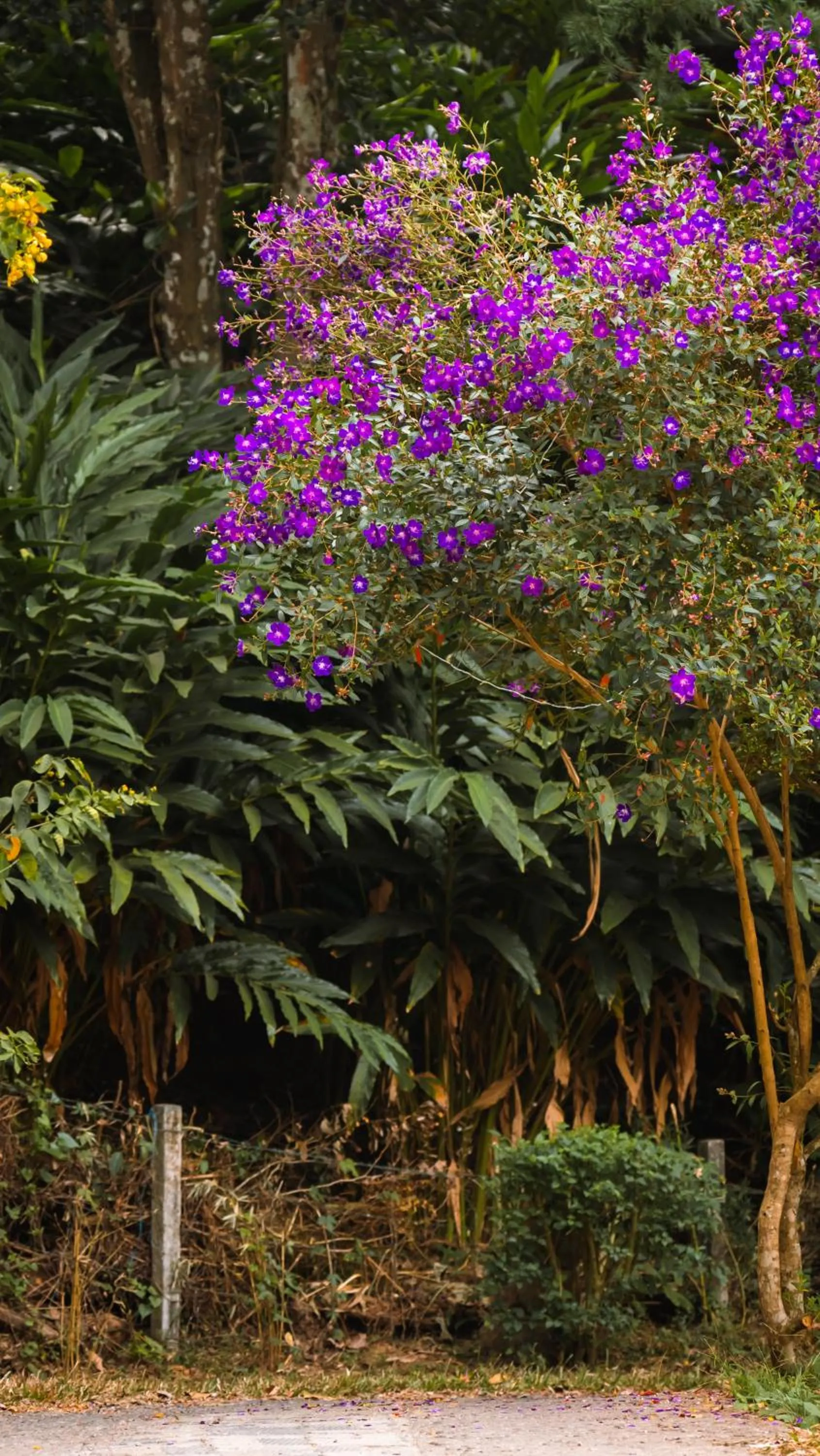 View (from property/room) in Southern Panorama Indriya Resorts & Spa