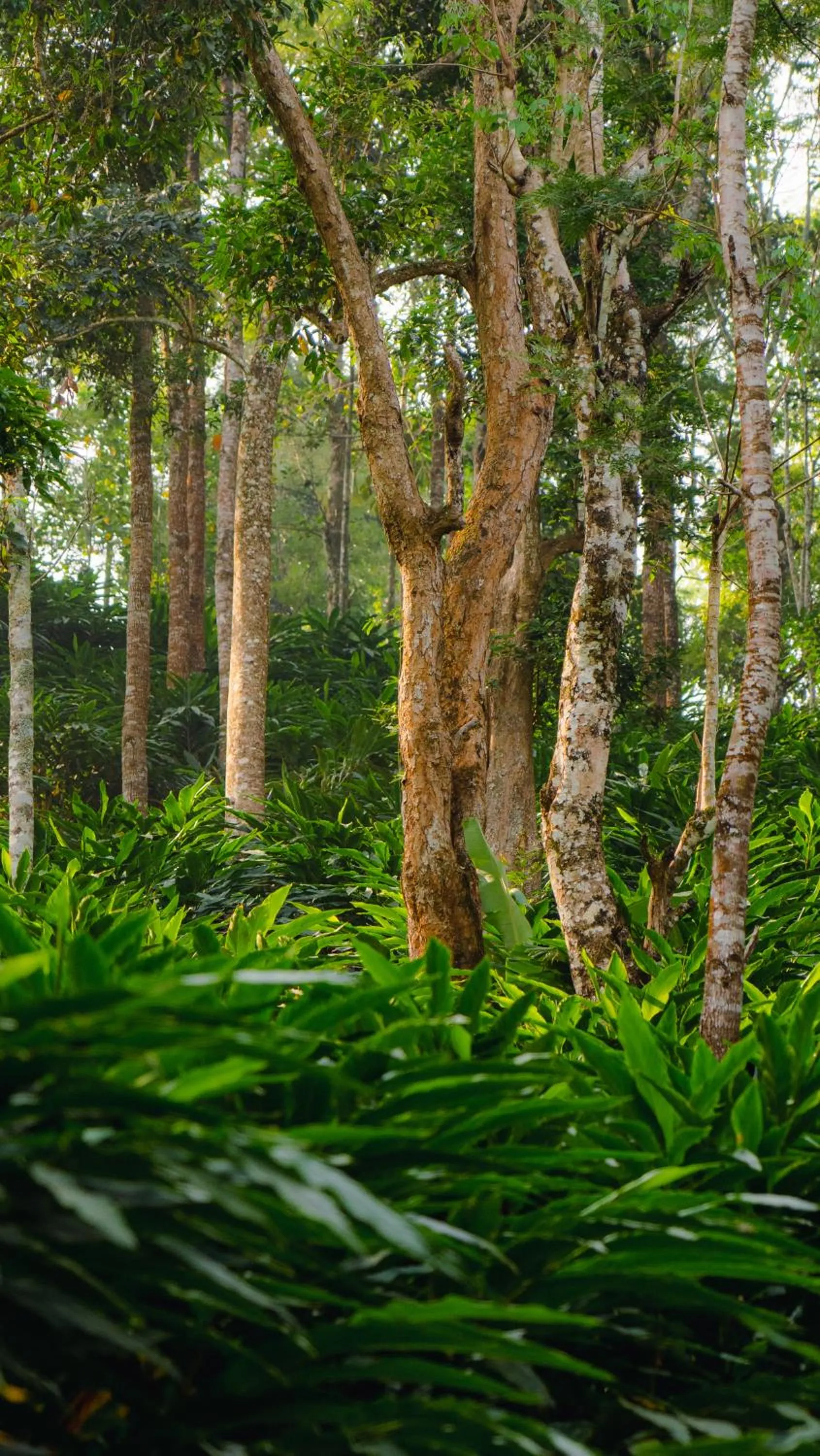 View (from property/room) in Southern Panorama Indriya Resorts & Spa