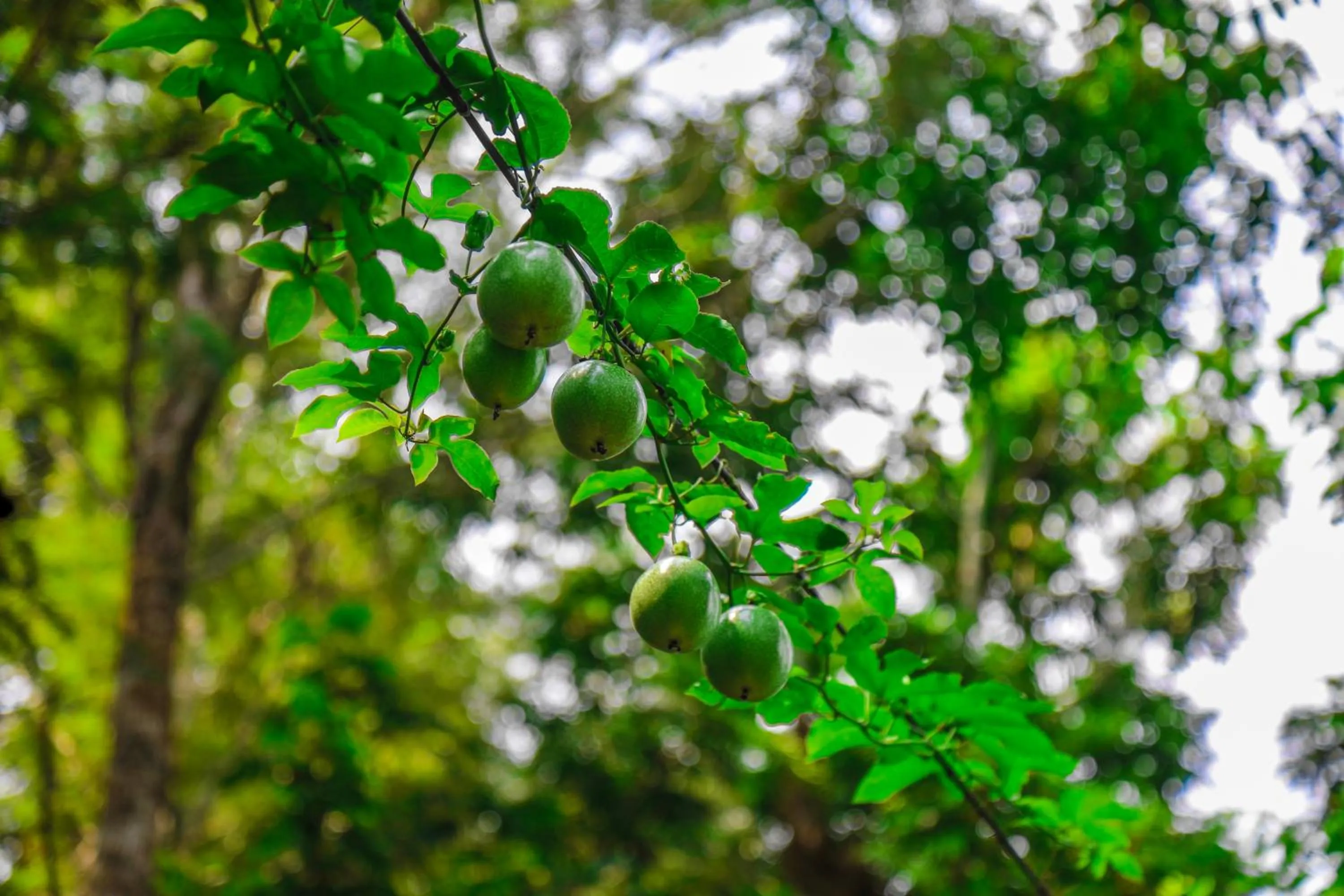 View (from property/room) in Southern Panorama Indriya Resorts & Spa