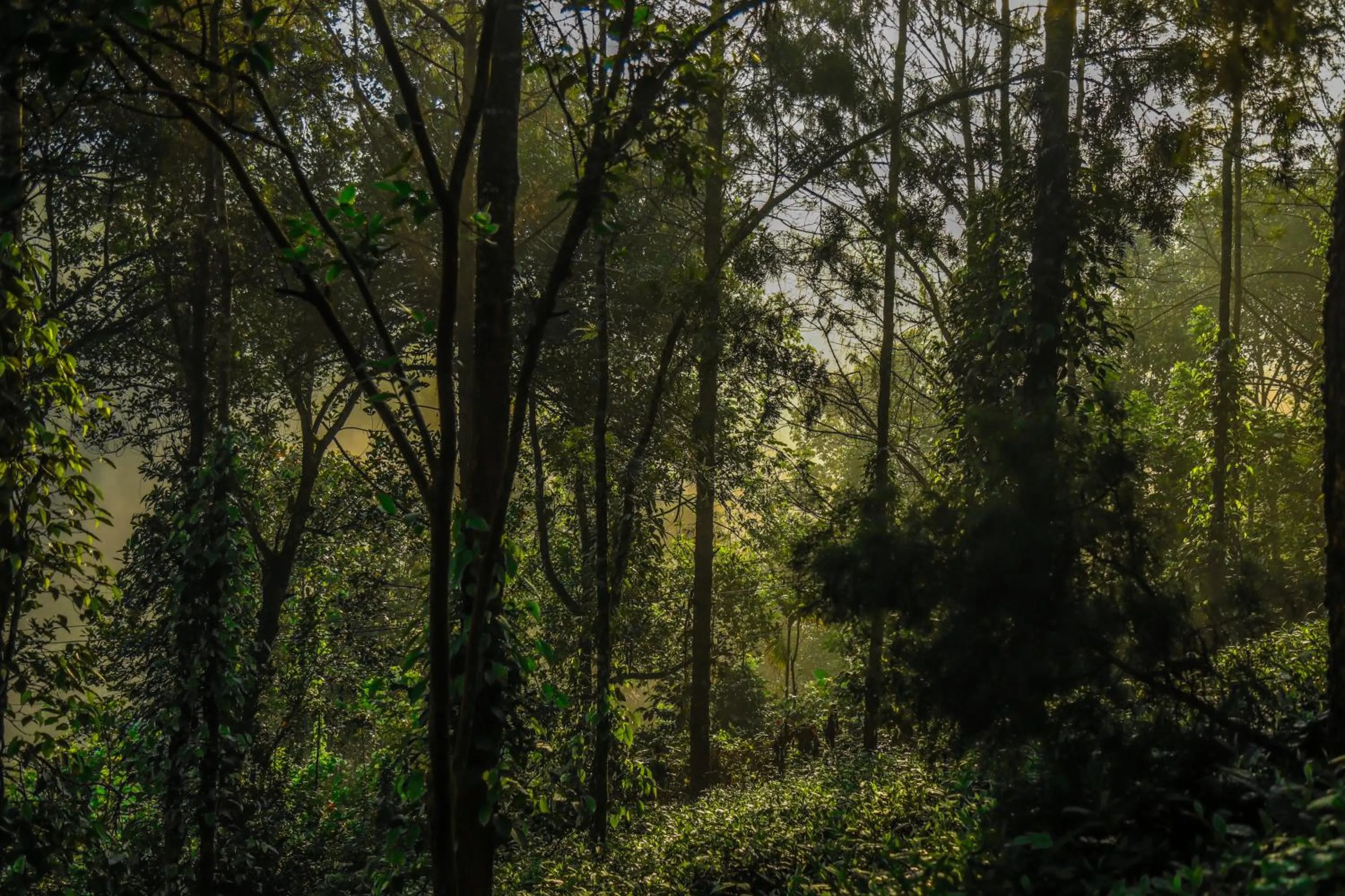 View (from property/room) in Southern Panorama Indriya Resorts & Spa
