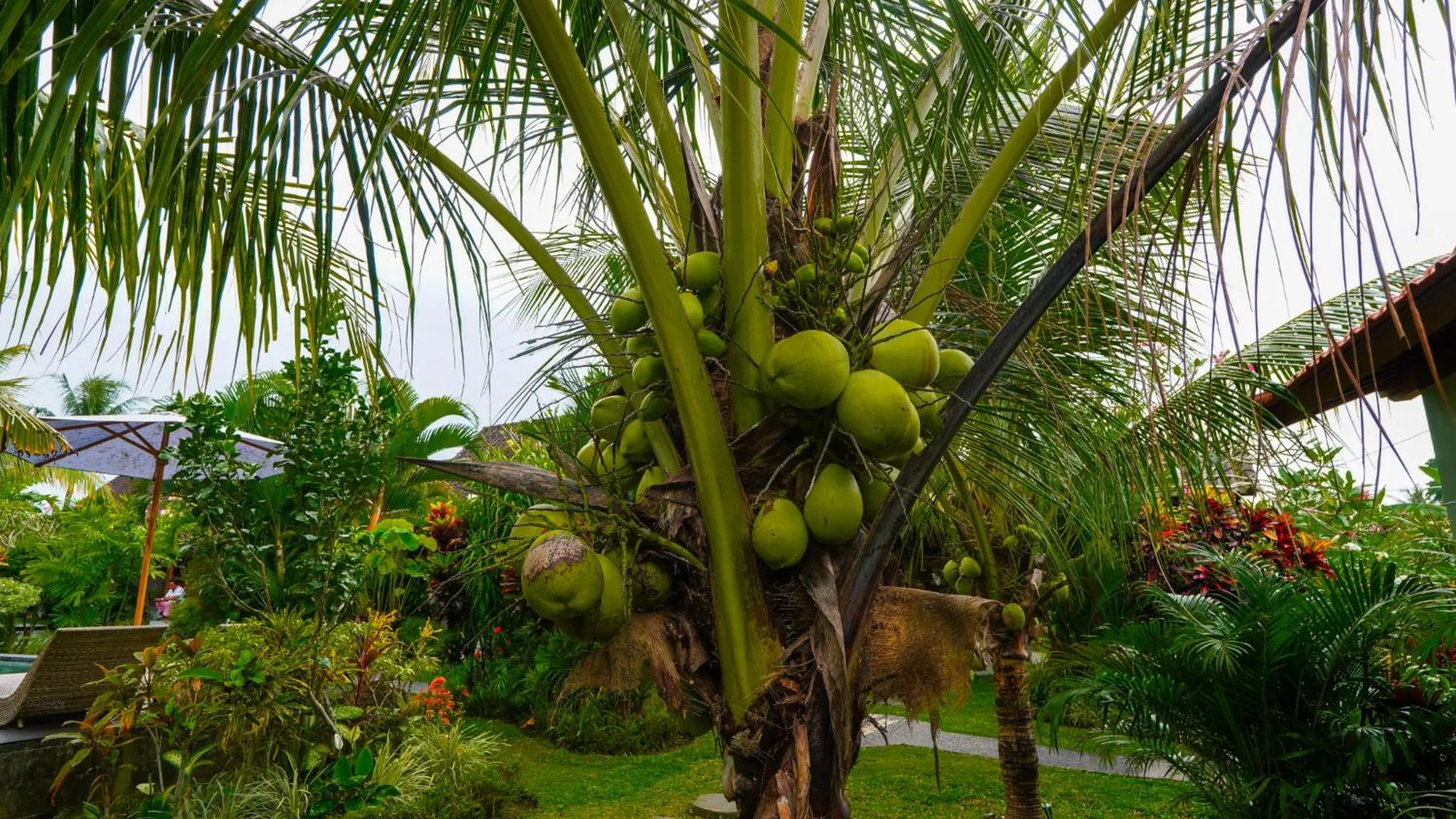 Garden view in Green Coconut Cottage