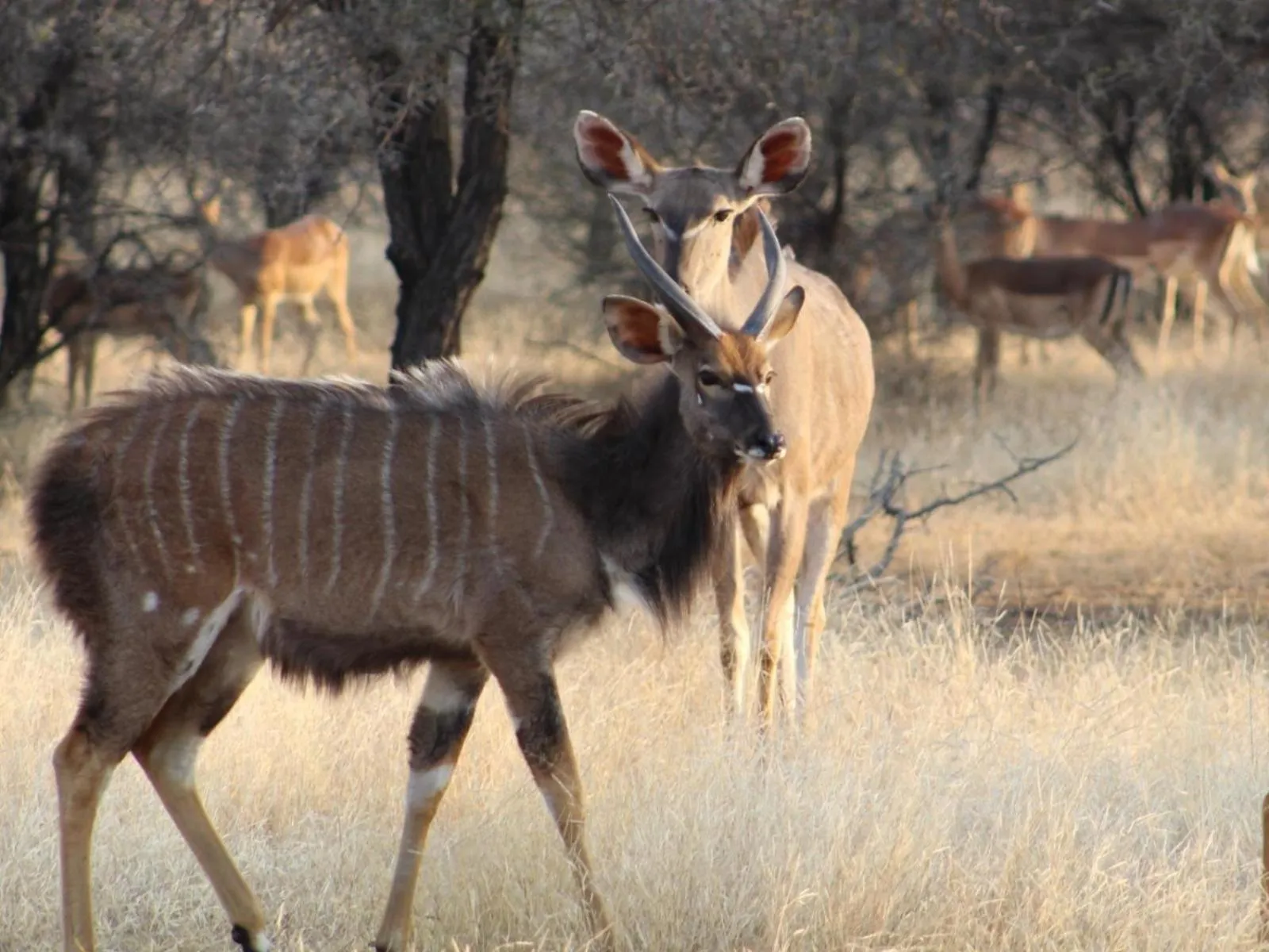Natural landscape in Tula Baba Game Lodge