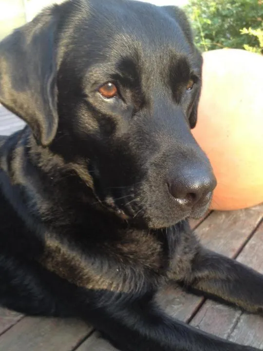 Animals in Hotel Zur Burg Sternberg