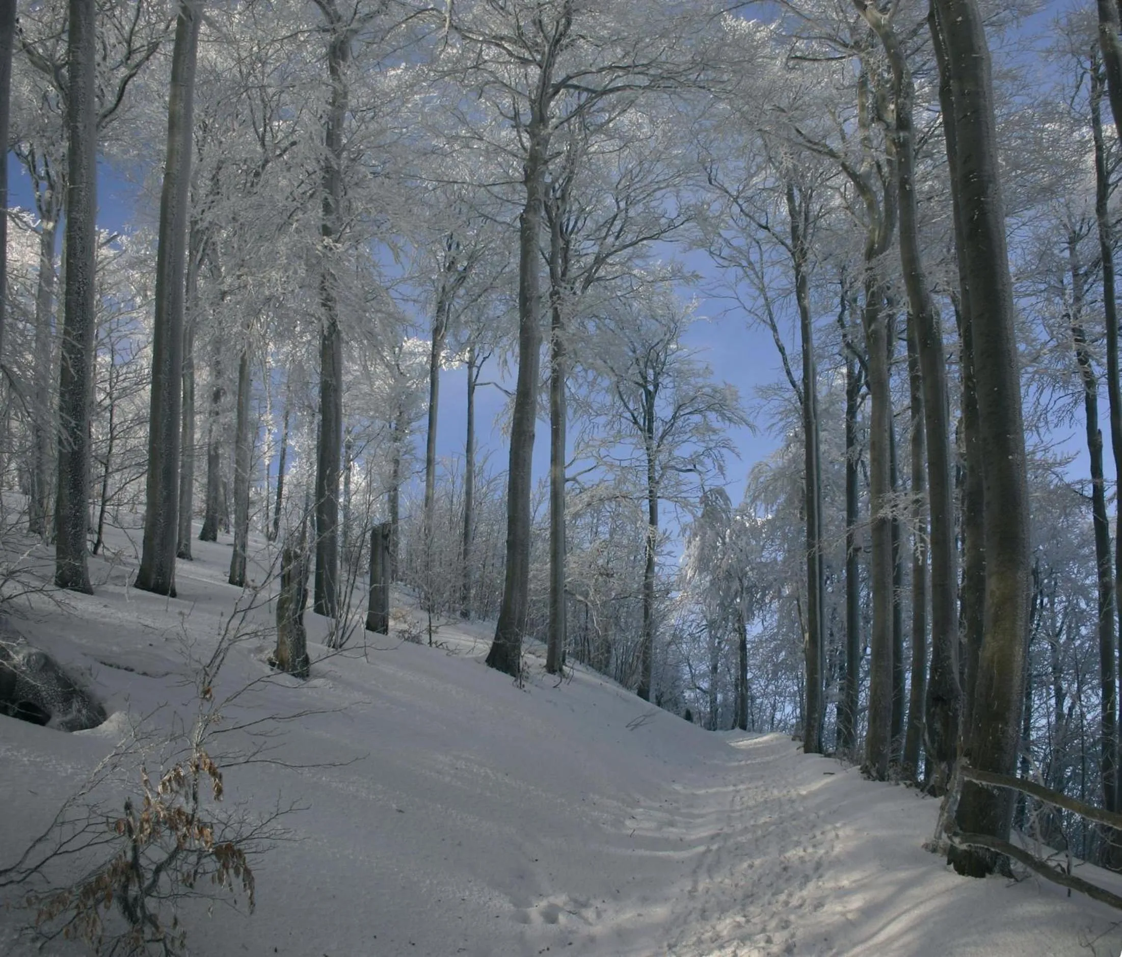 Natural landscape in Hotel Zur Burg Sternberg