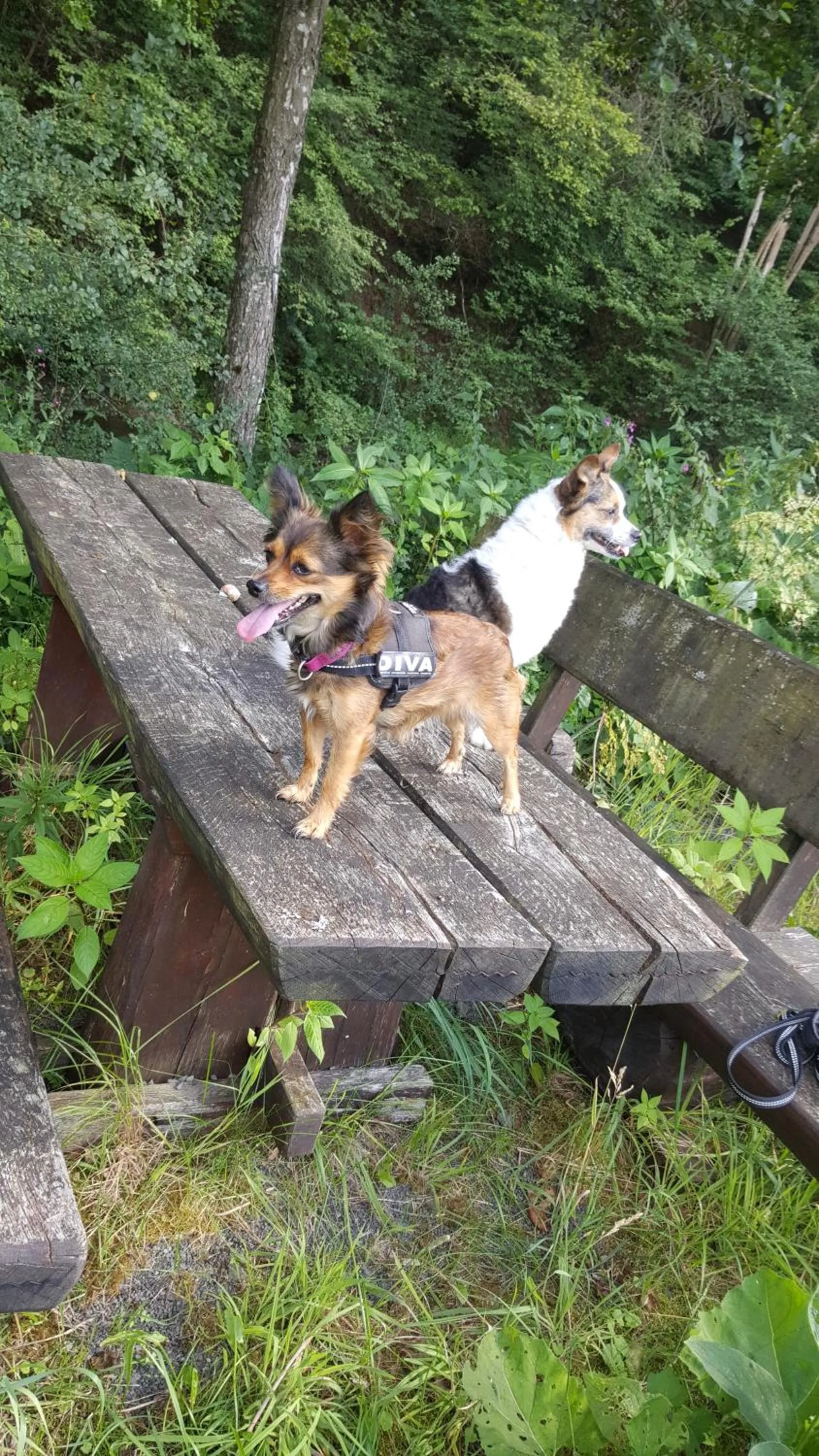 Animals in Hotel Zur Burg Sternberg