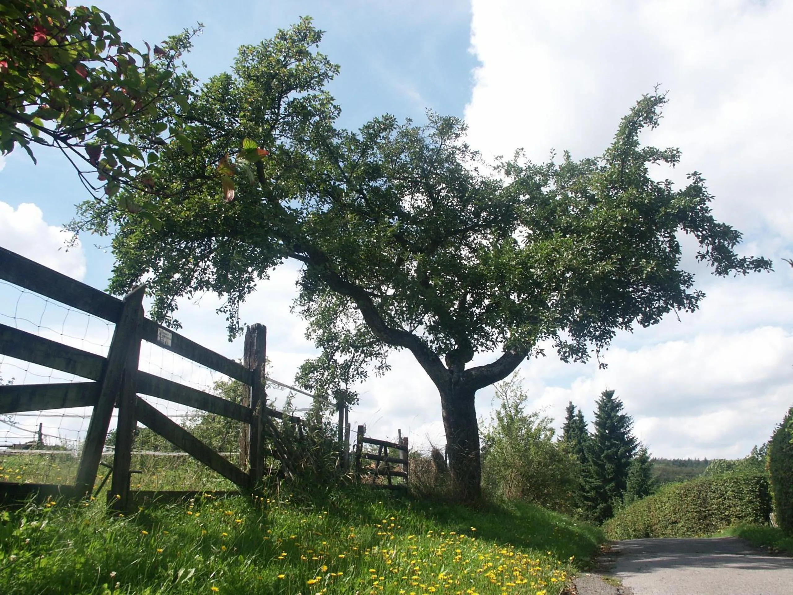 Natural landscape in Hotel Zur Burg Sternberg