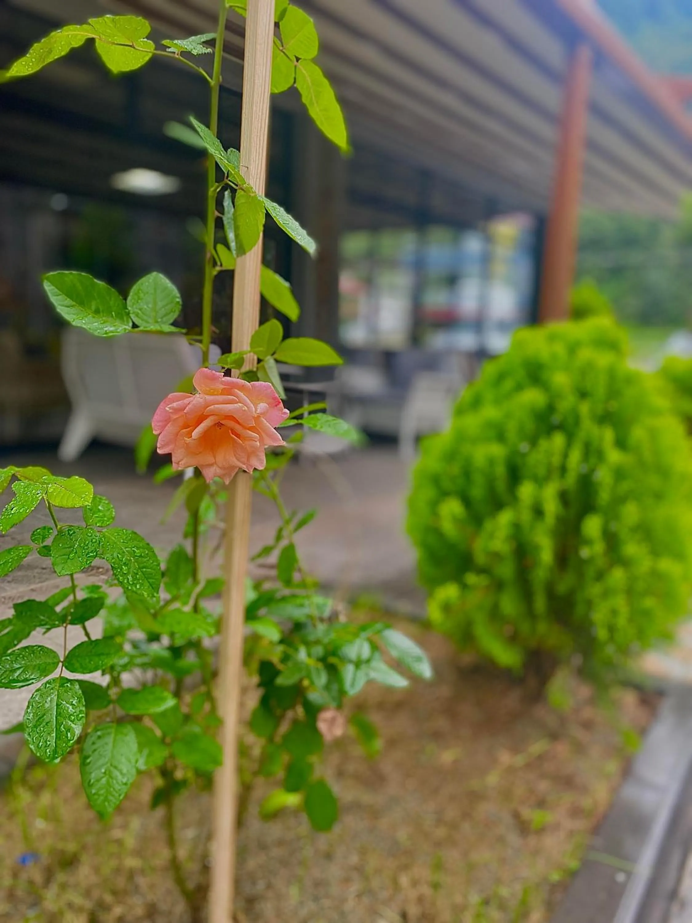 Patio in River Didi Otel