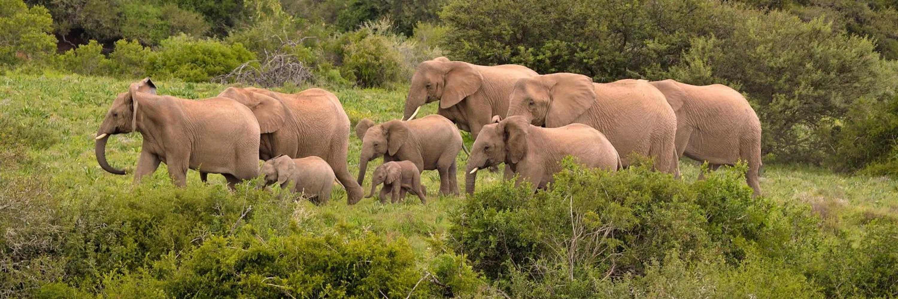 Natural landscape in Quatermain's 1920's Safari Camp – Amakhala Game Reserve
