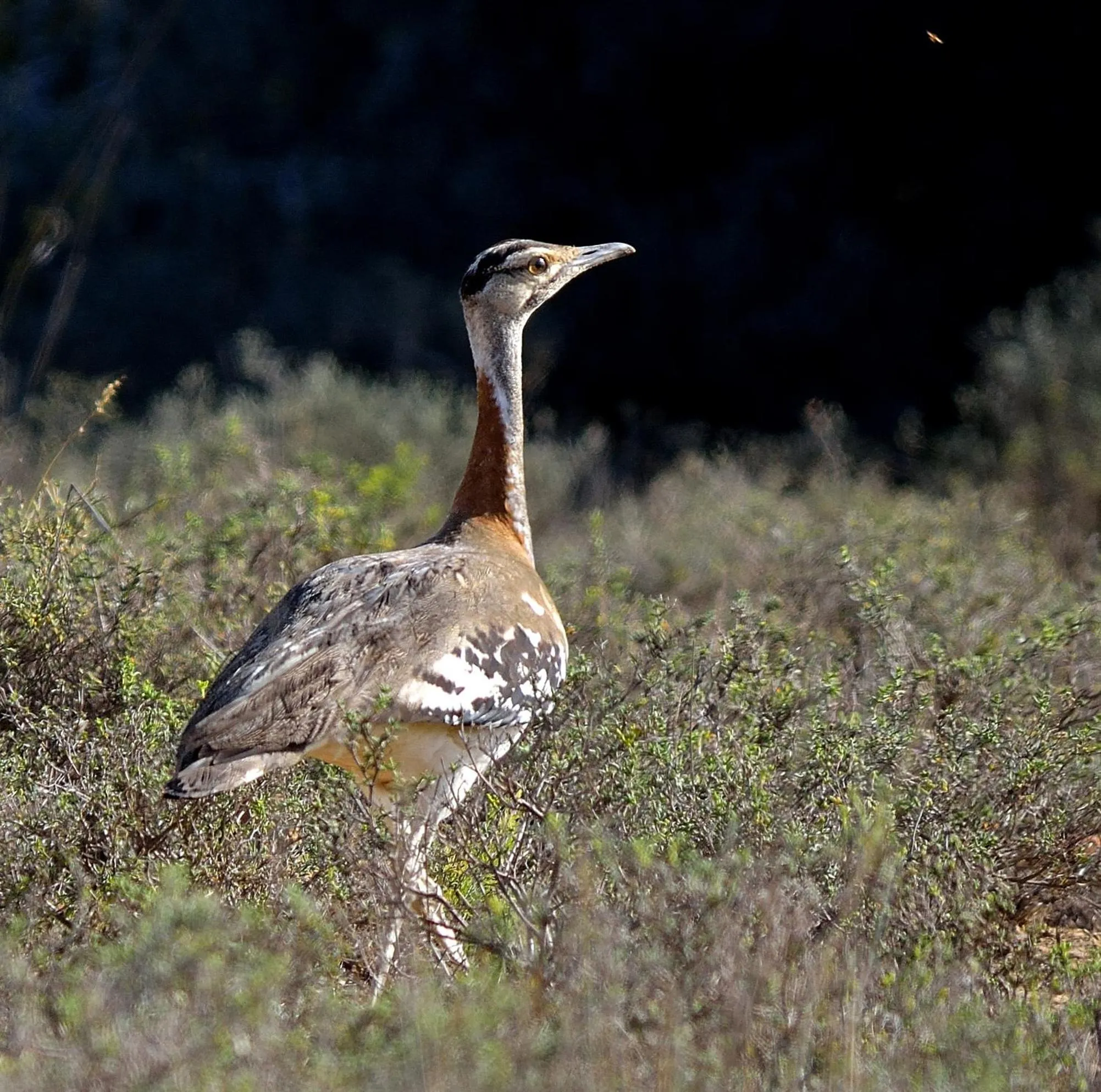 Animals in Quatermain's 1920's Safari Camp – Amakhala Game Reserve