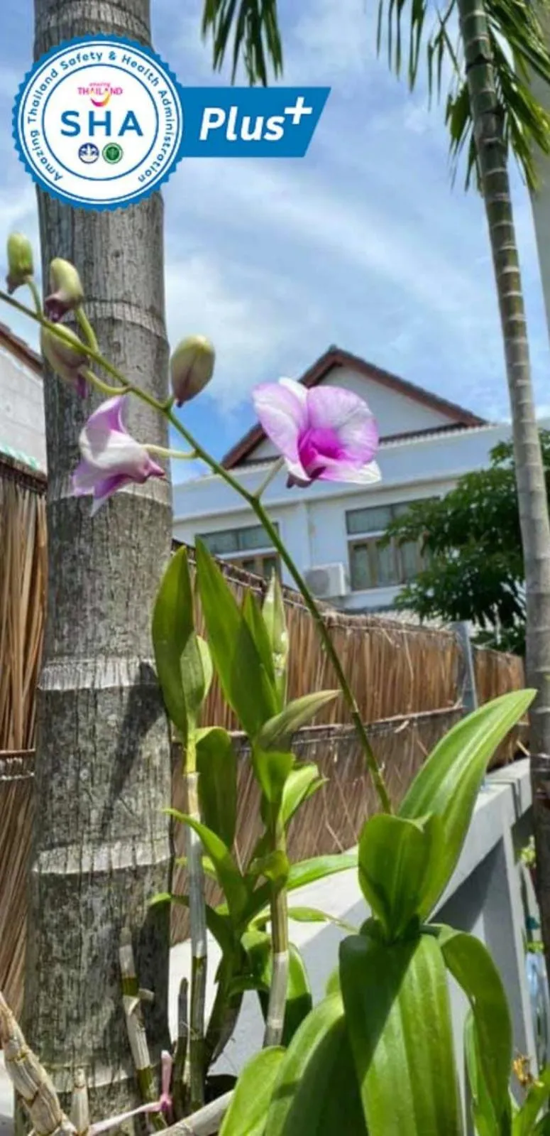 Vivi Boutique Room Hotel SHA Plus