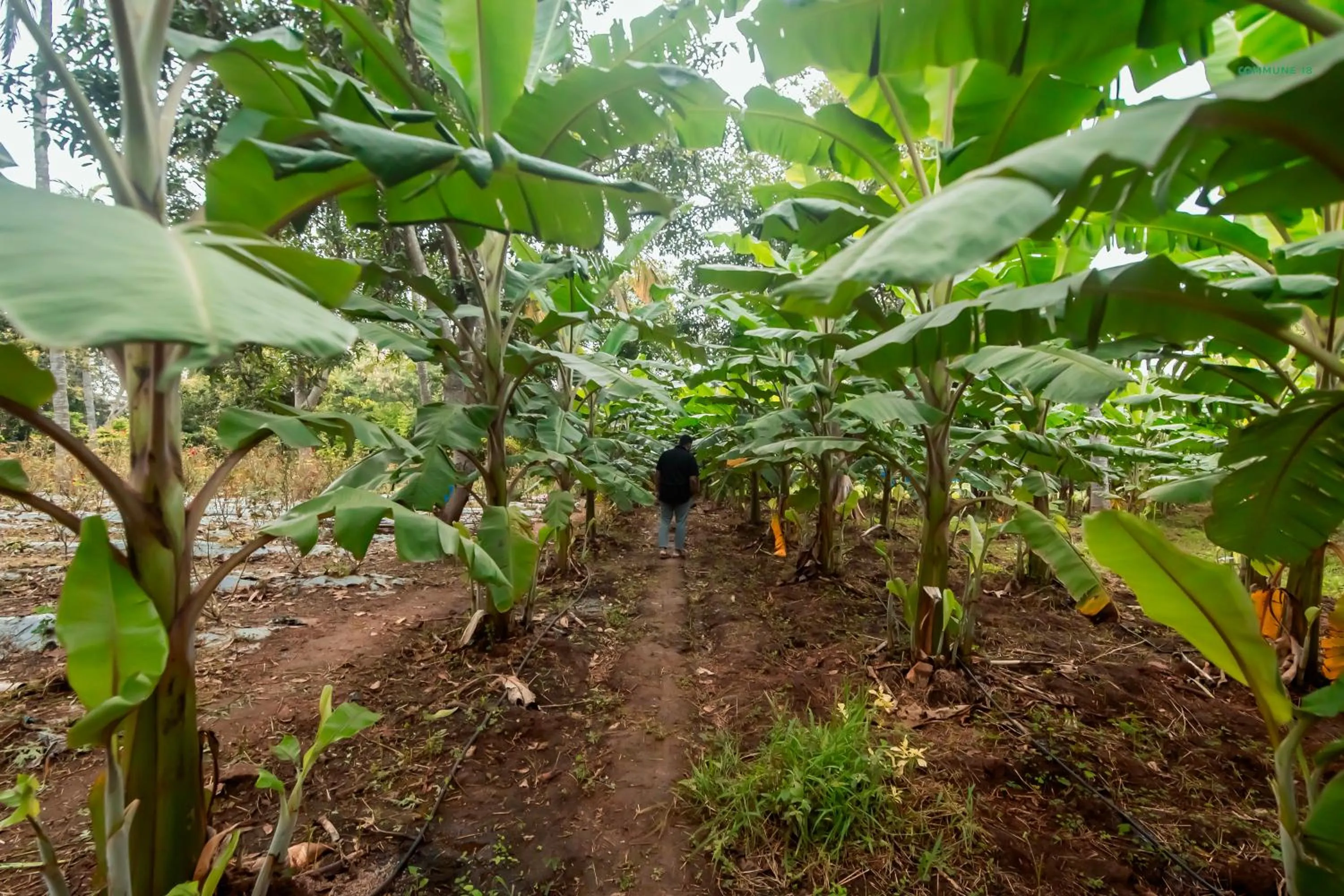 Garden in Commune18 Resort Chikmagalur