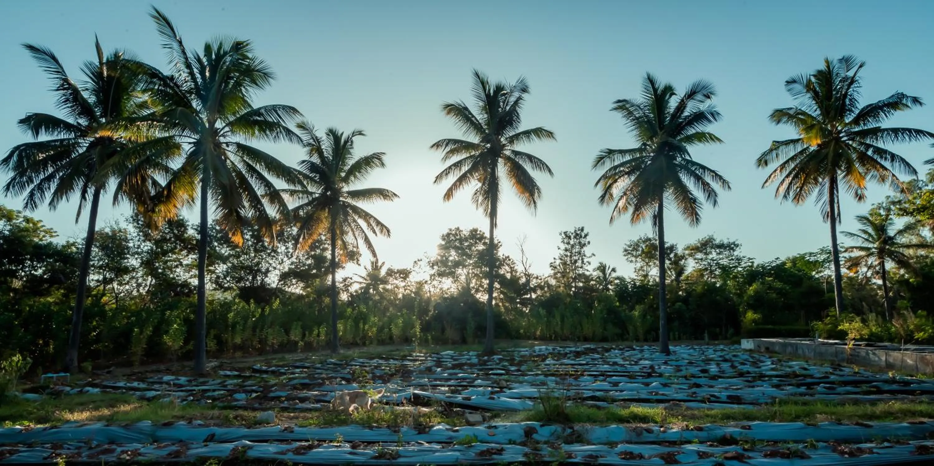 Garden view in Commune18 Resort Chikmagalur
