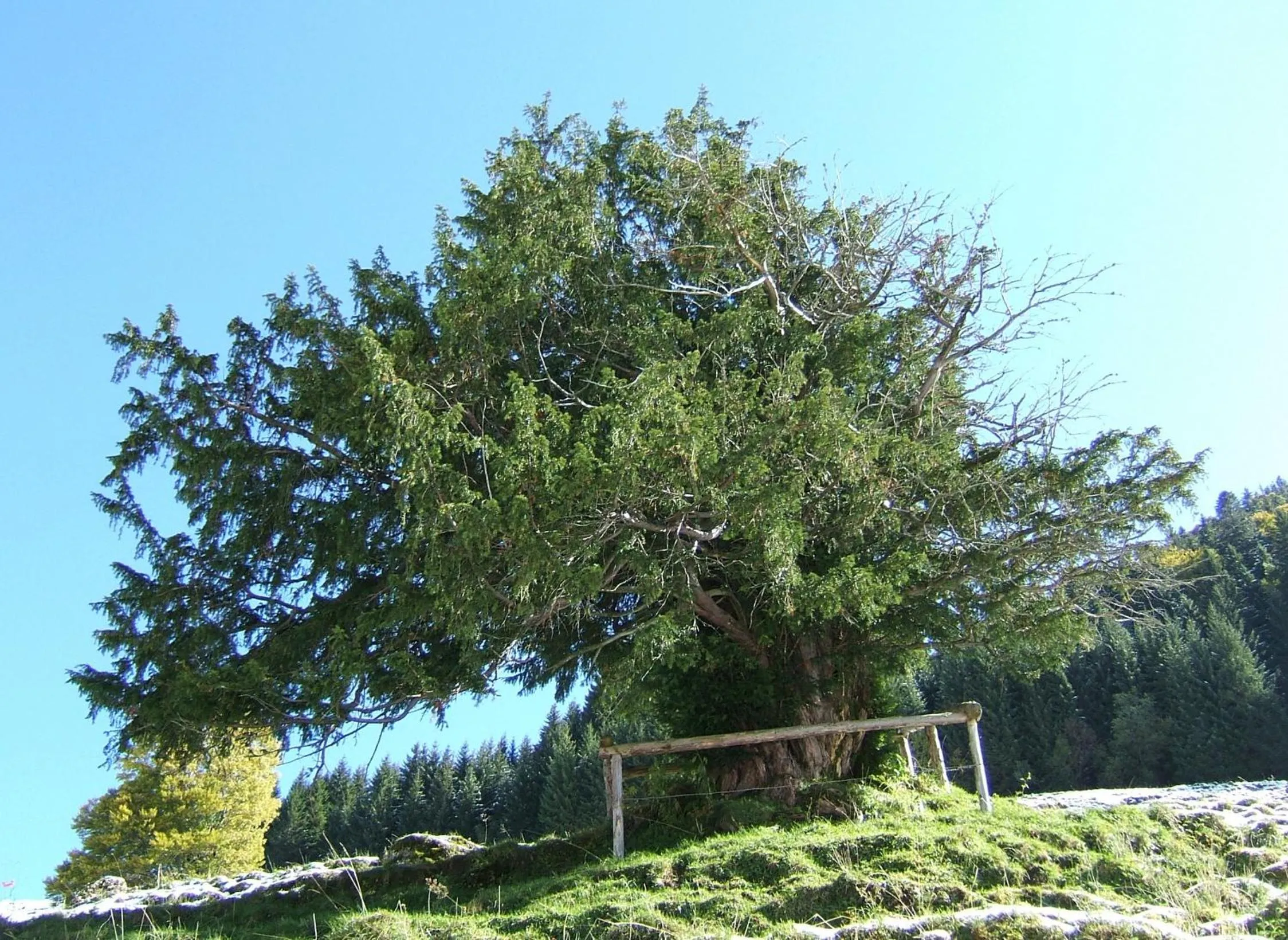 Hiking in Alpin & Wellness Resort Ludwig Royal