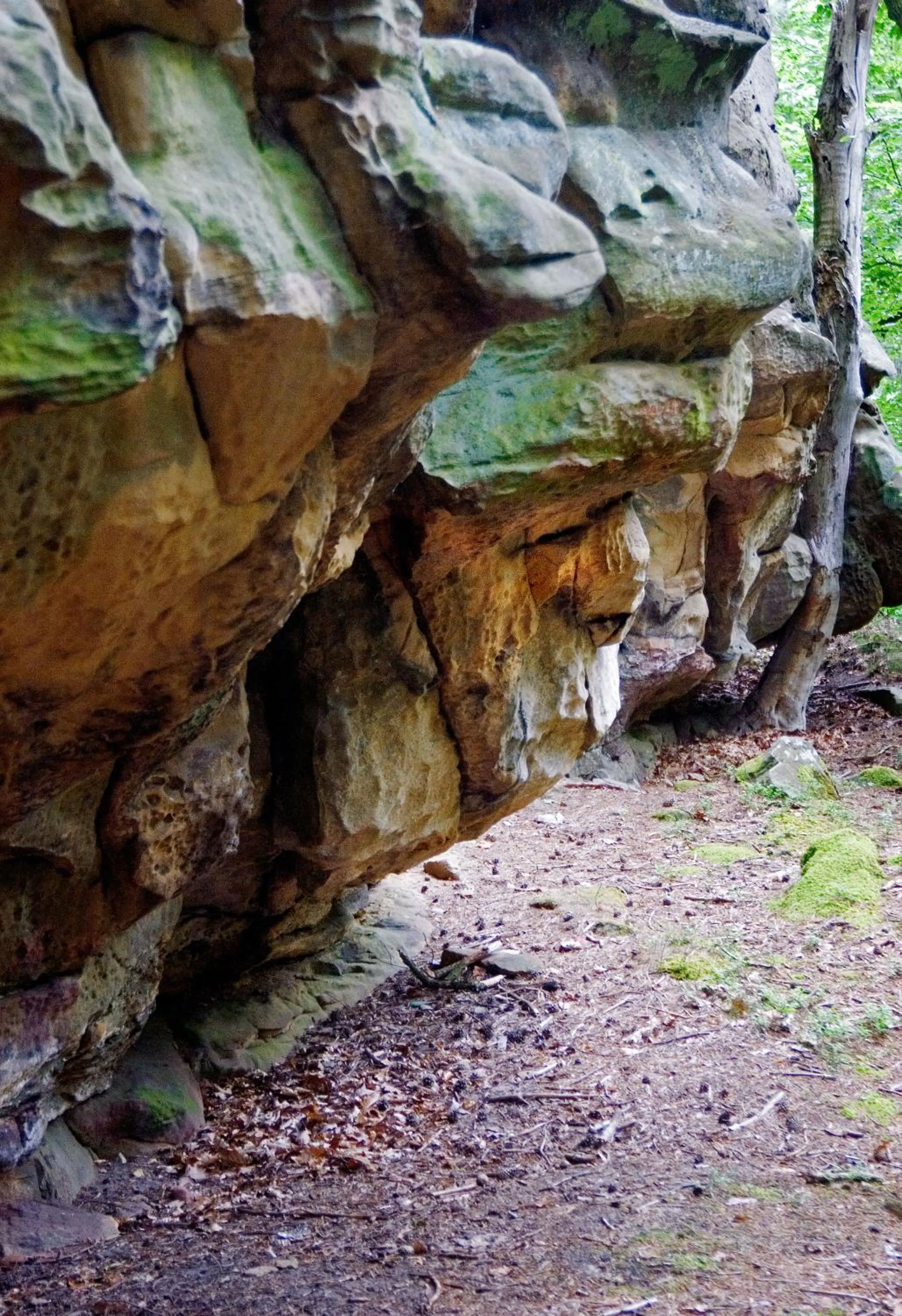 Natural landscape in Hotel Hauer