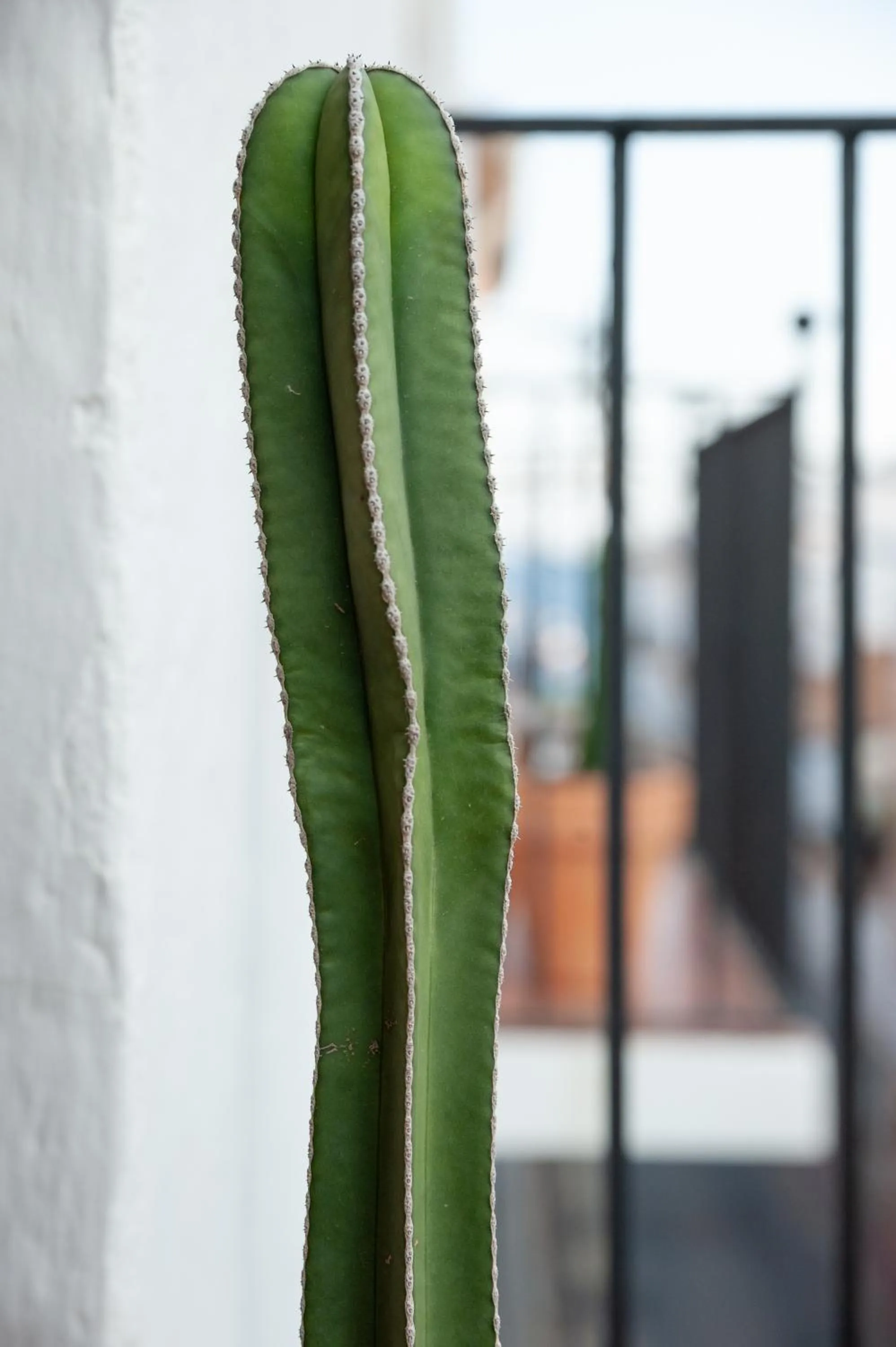 Balcony/Terrace in Hostal Sa Teula
