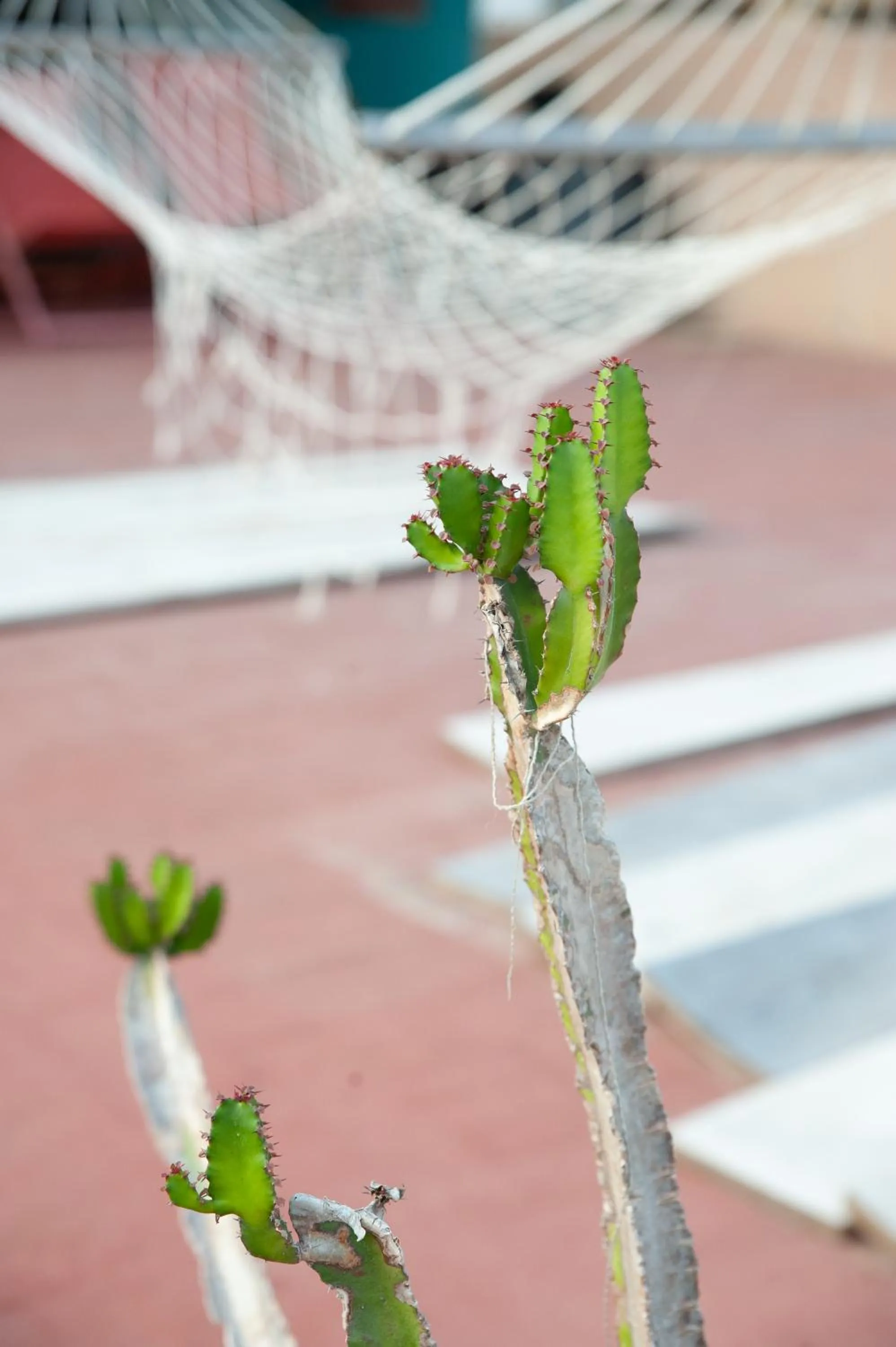 Balcony/Terrace in Hostal Sa Teula