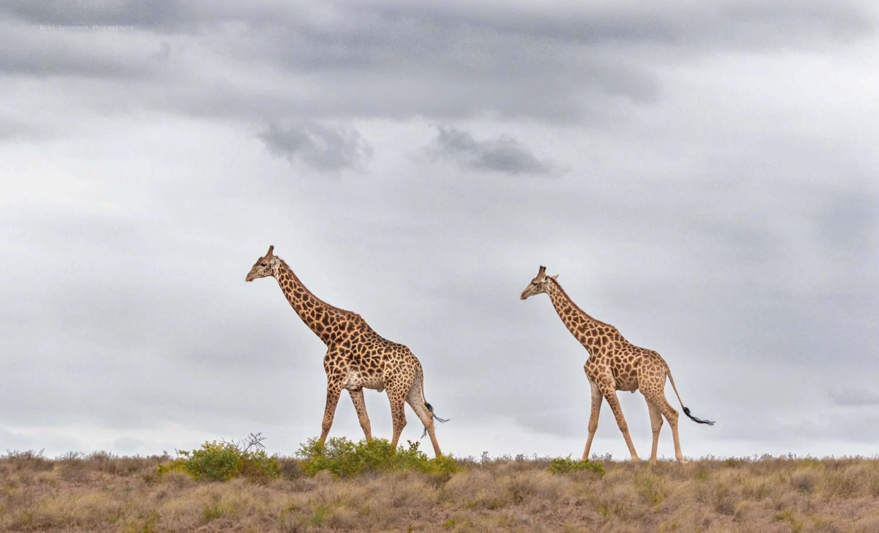 Animals in Woodbury Lodge – Amakhala Game Reserve