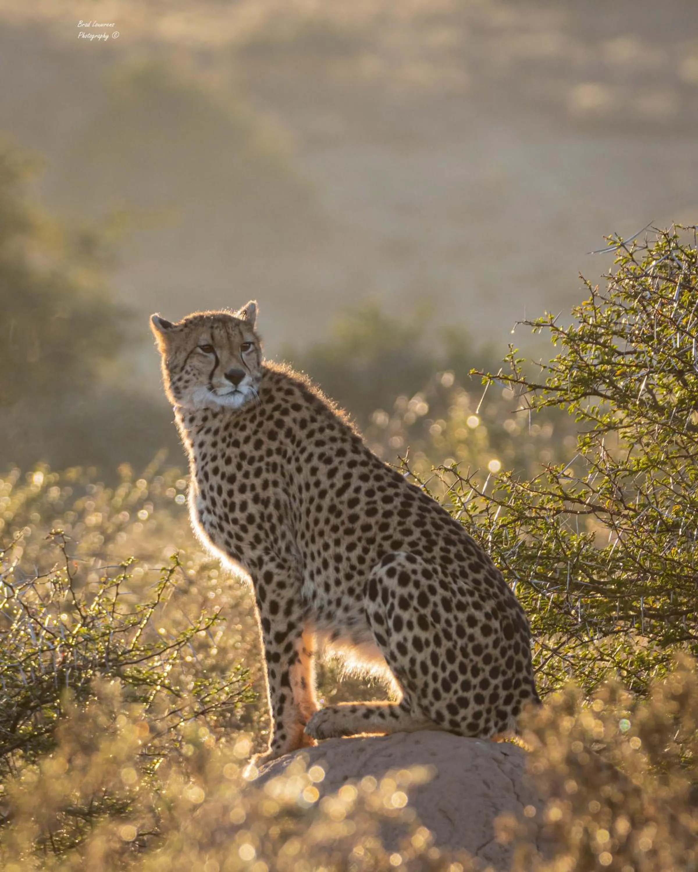 Animals in Woodbury Lodge – Amakhala Game Reserve