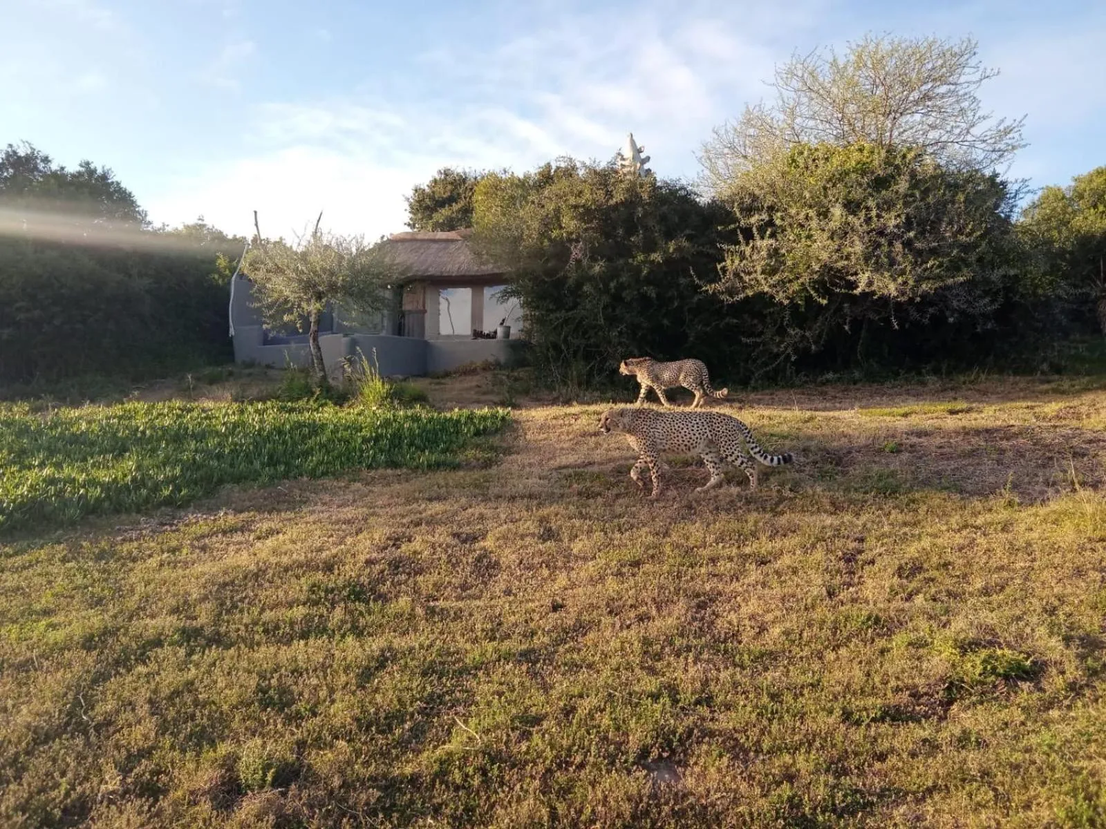 Property building in Safari Lodge - Amakhala Game Reserve