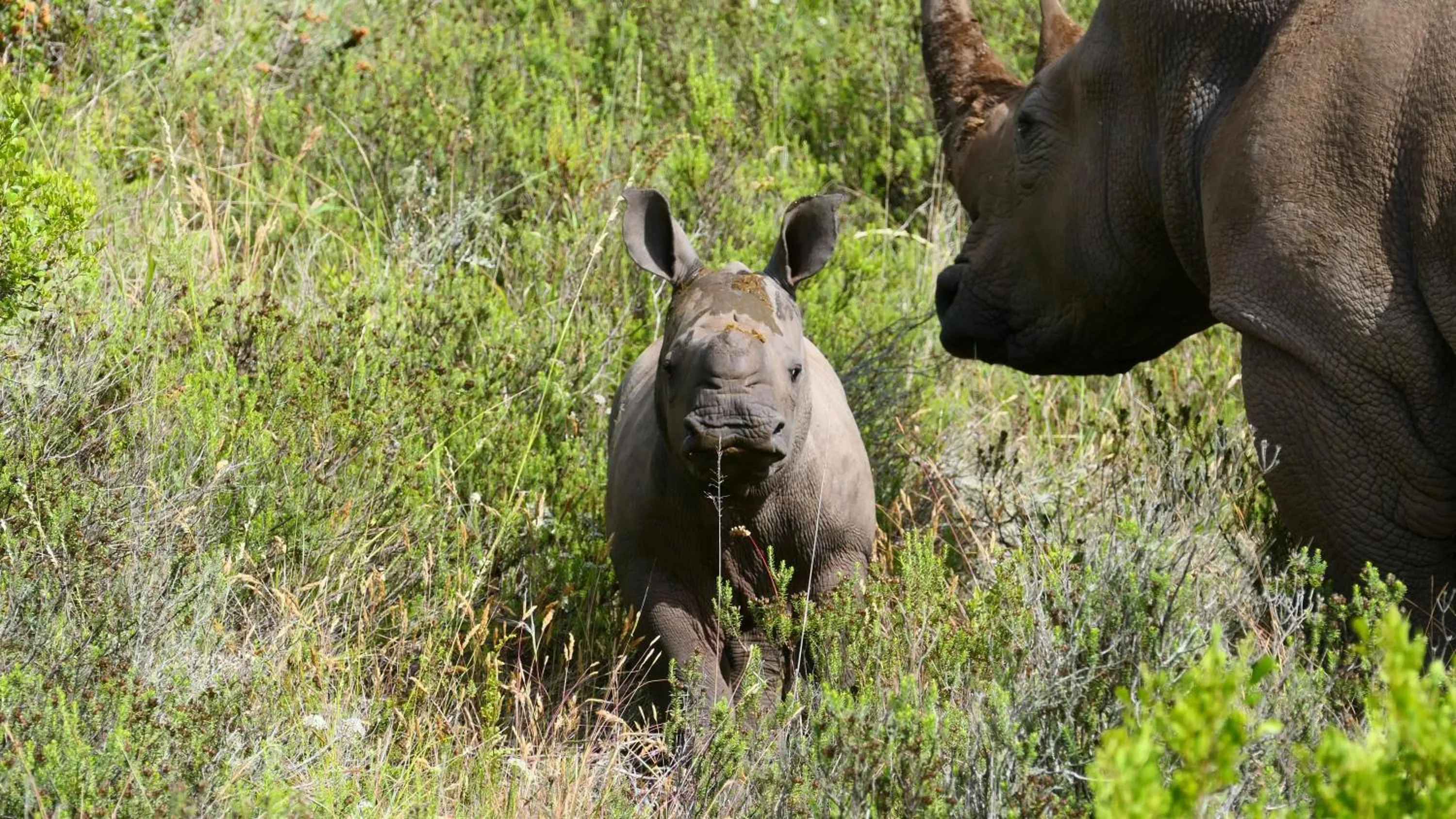 Animals in Safari Lodge - Amakhala Game Reserve