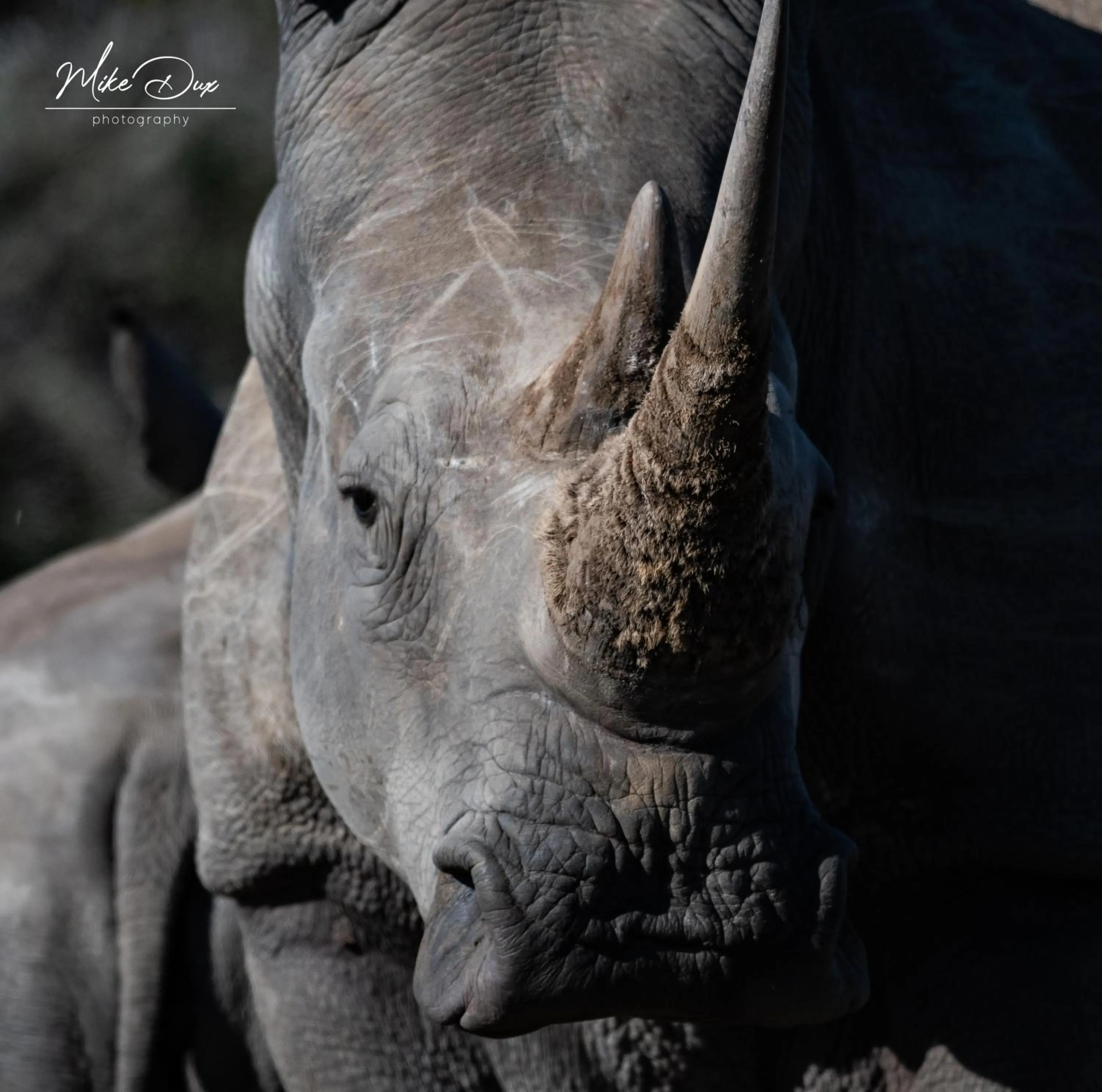 Activities in Safari Lodge - Amakhala Game Reserve
