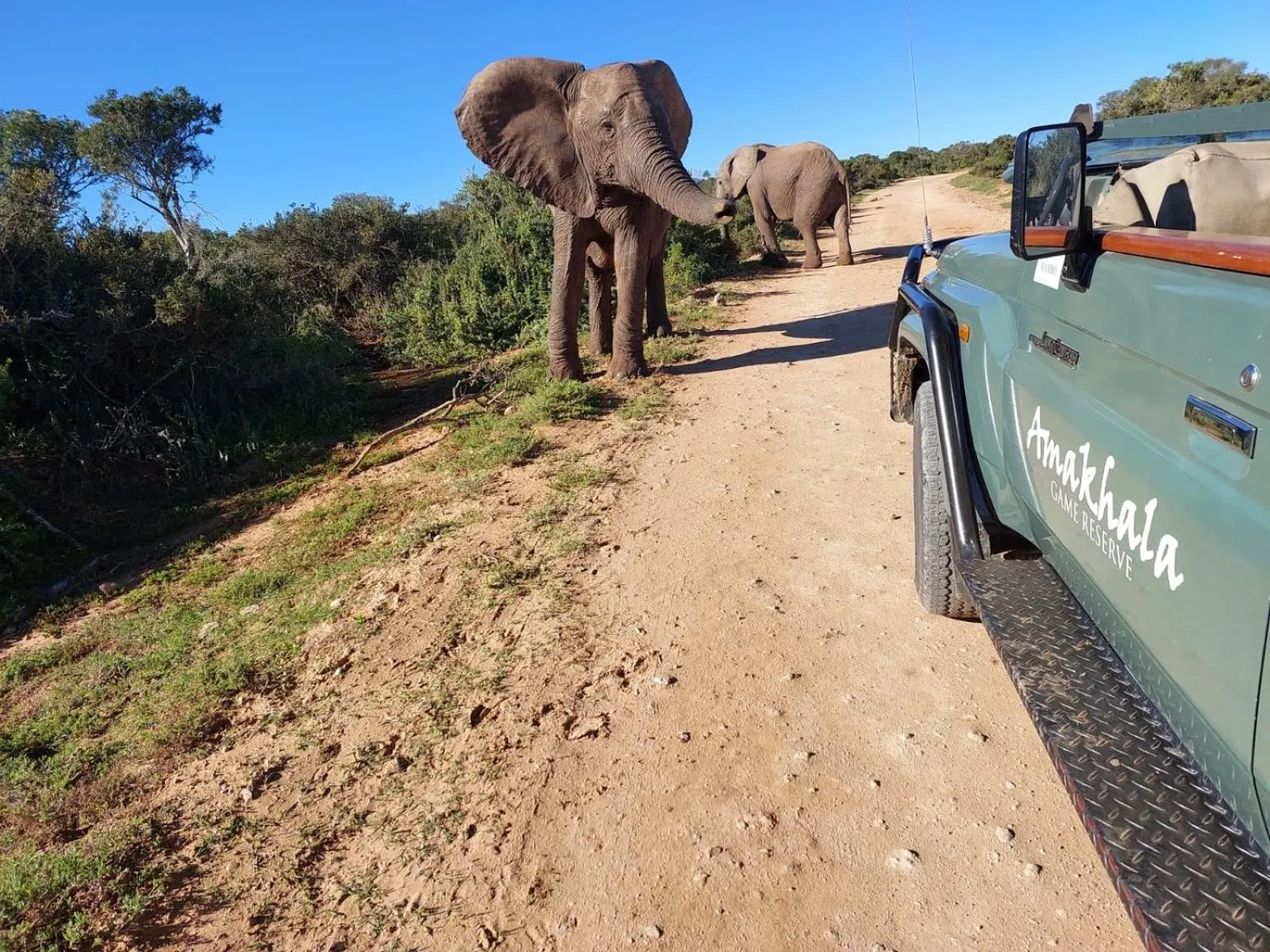 Activities in Safari Lodge - Amakhala Game Reserve