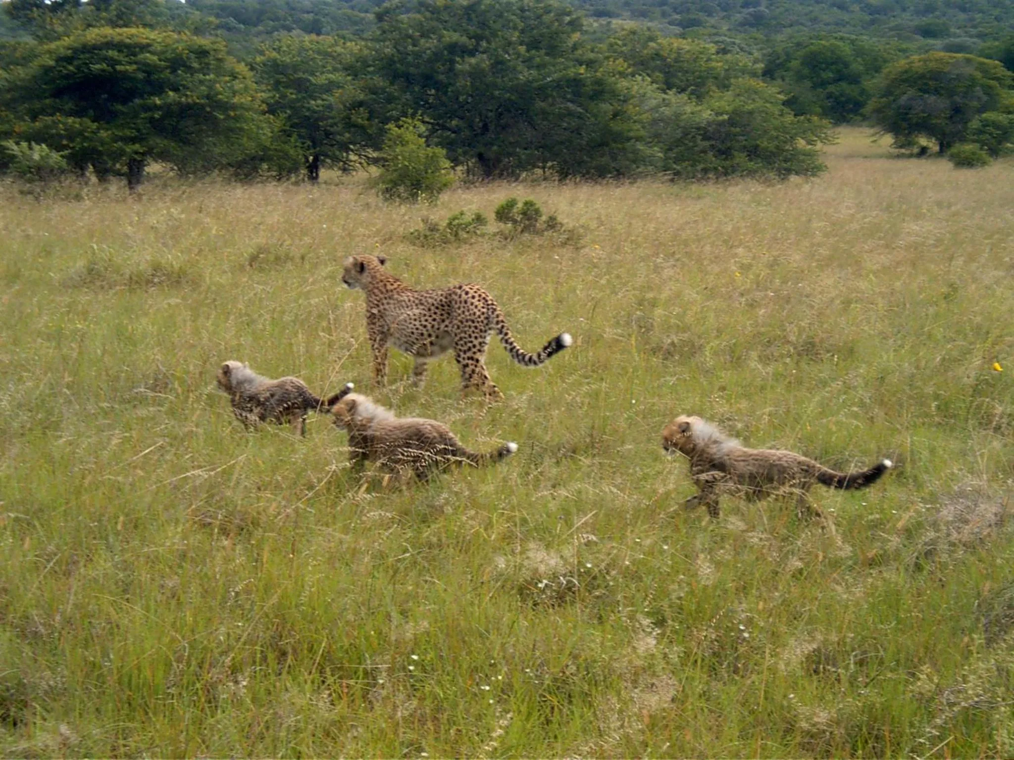 Activities in Safari Lodge - Amakhala Game Reserve