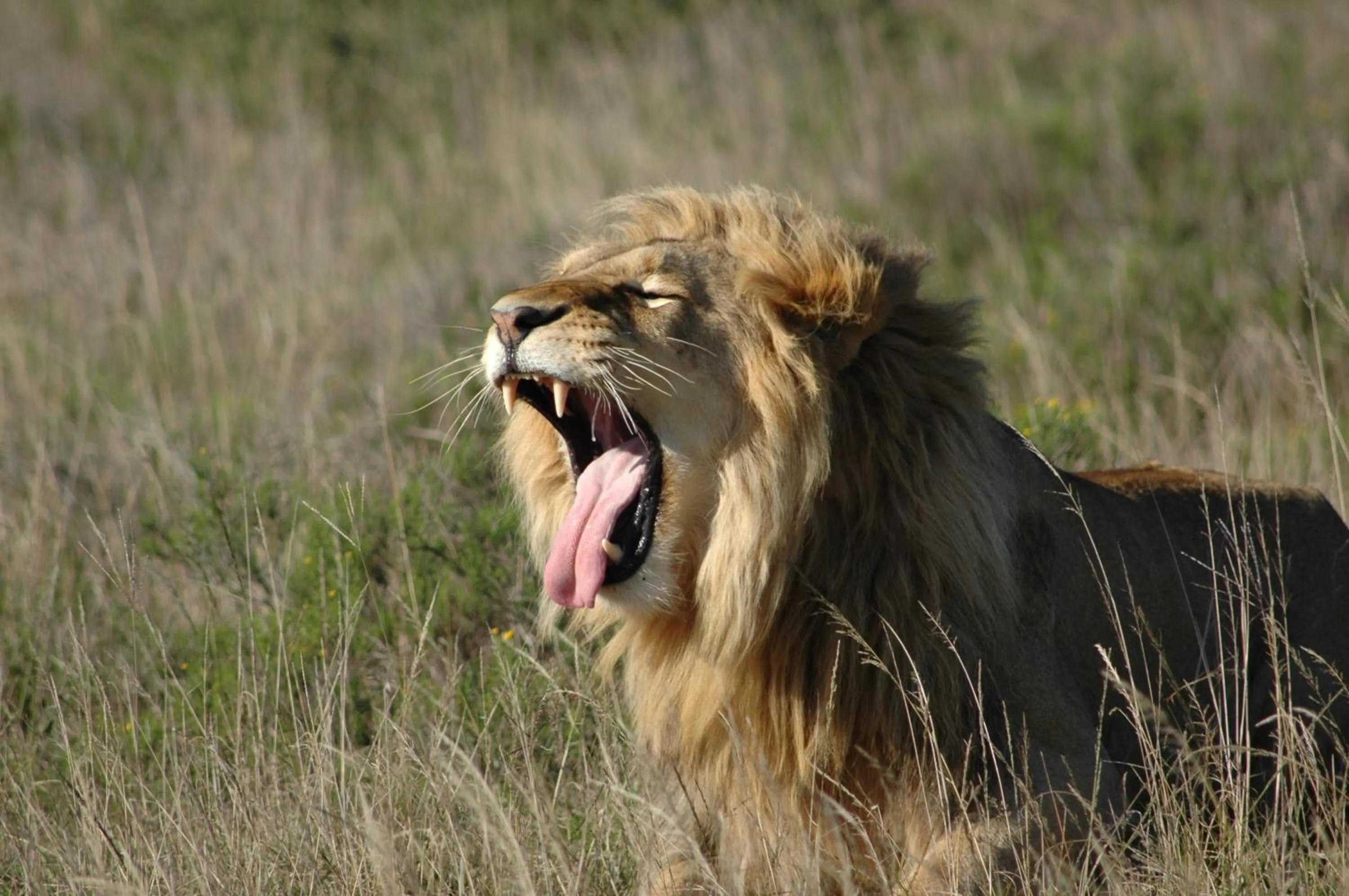 Activities in Safari Lodge - Amakhala Game Reserve