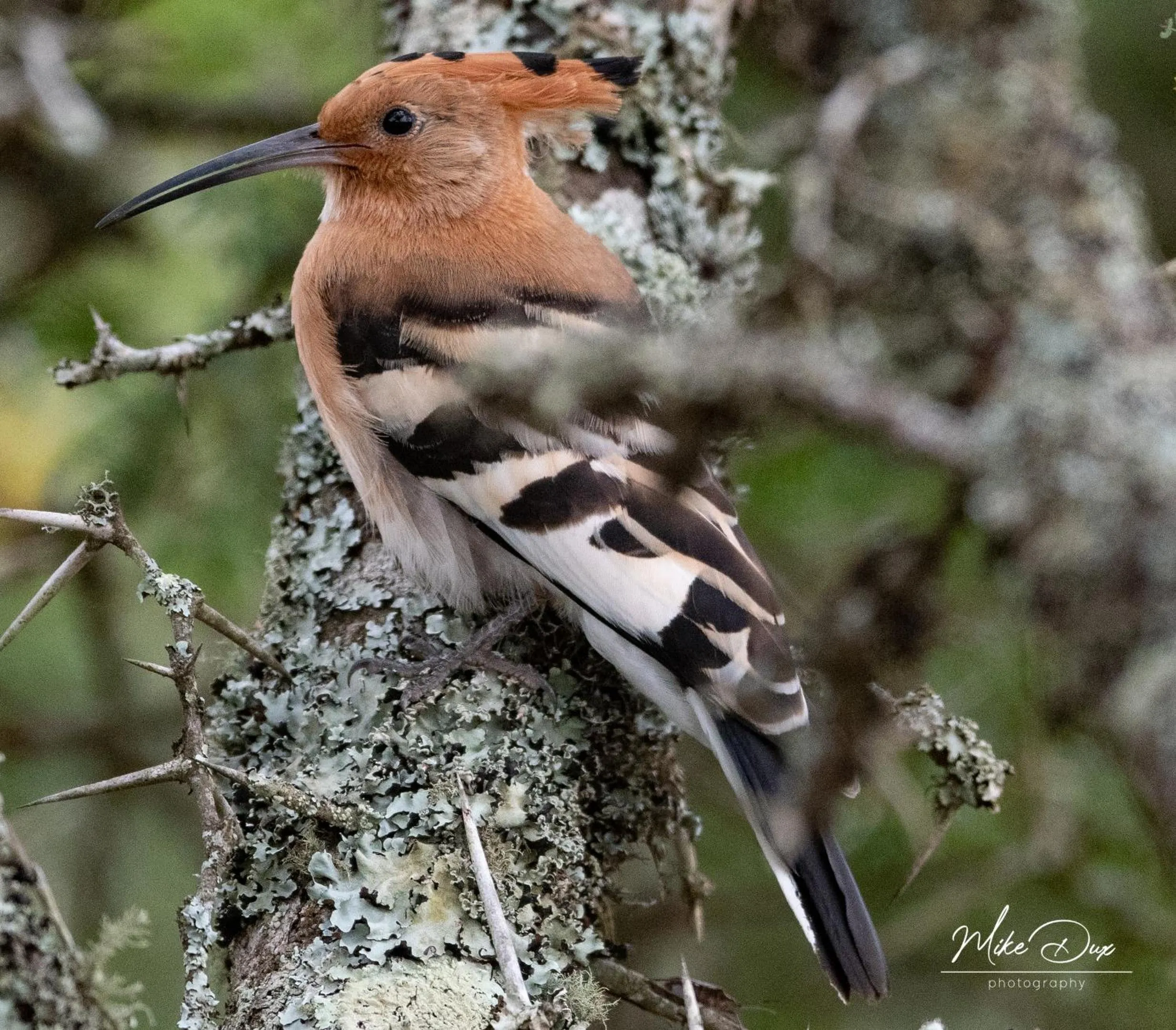 Activities in Safari Lodge - Amakhala Game Reserve