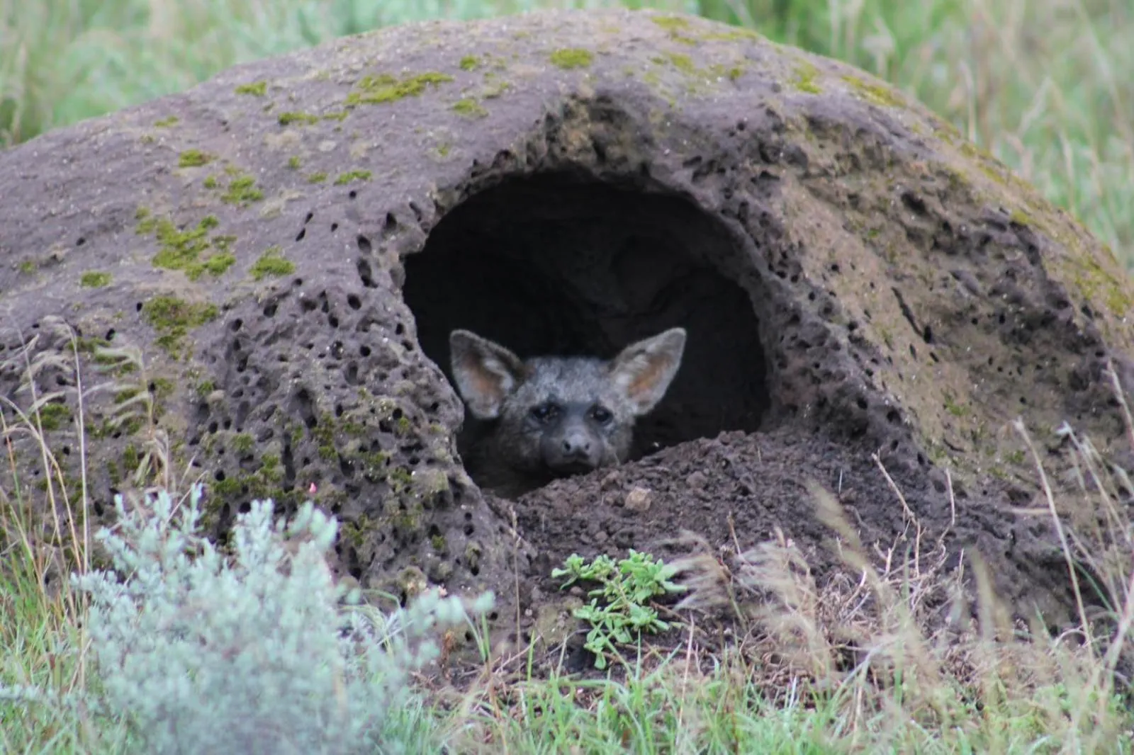 Animals in Safari Lodge - Amakhala Game Reserve