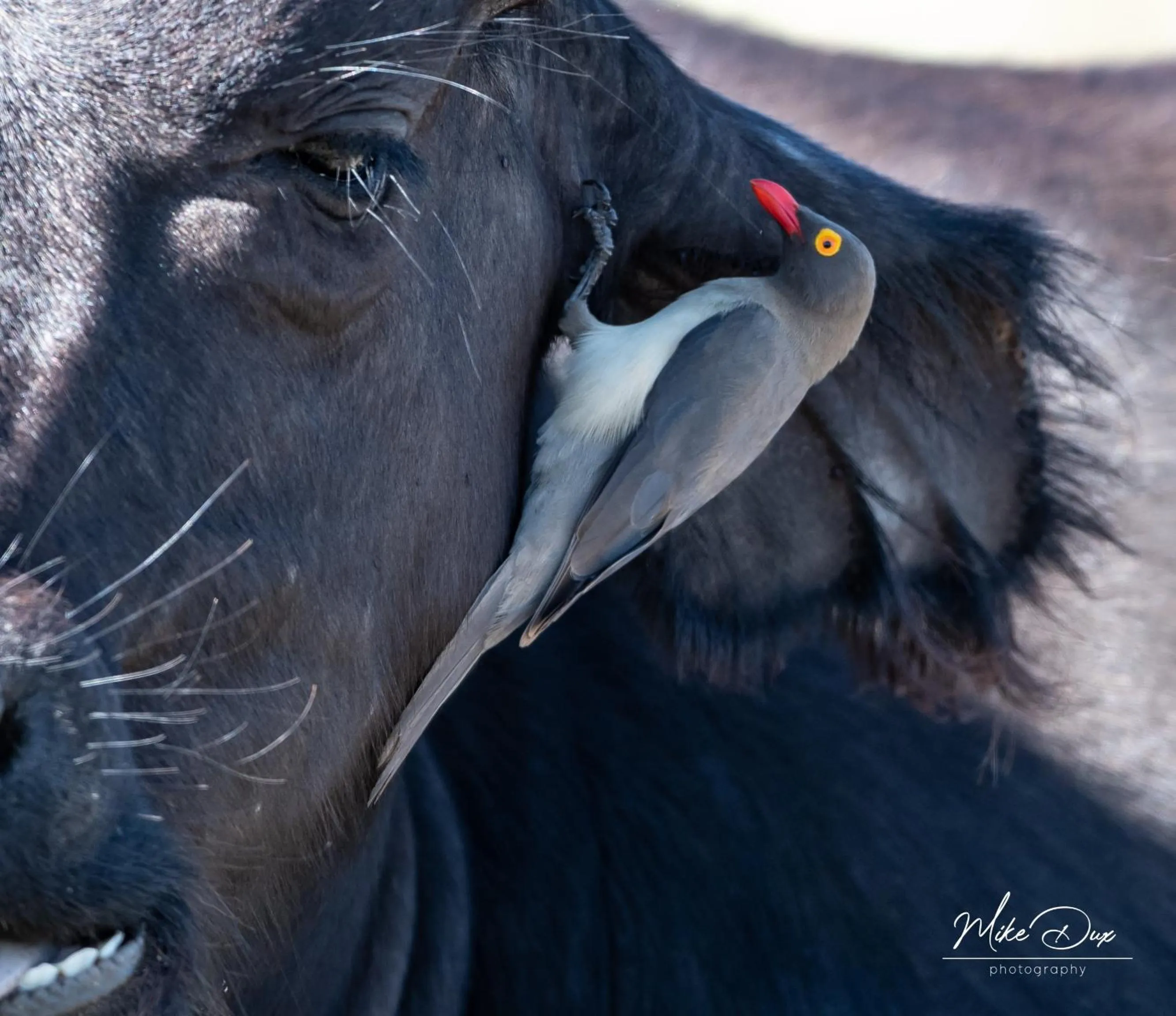 Activities in Safari Lodge - Amakhala Game Reserve