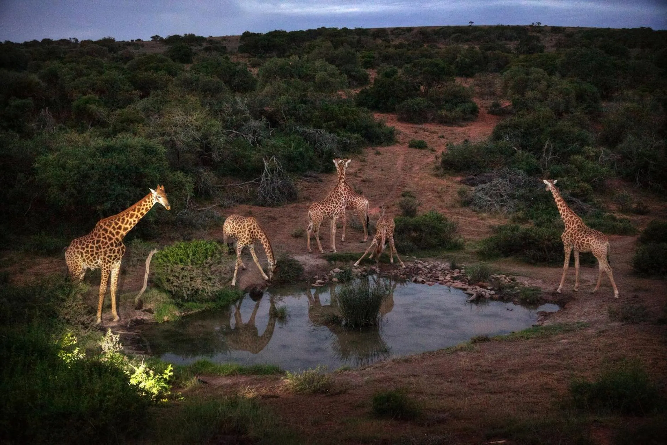 View (from property/room) in Safari Lodge - Amakhala Game Reserve