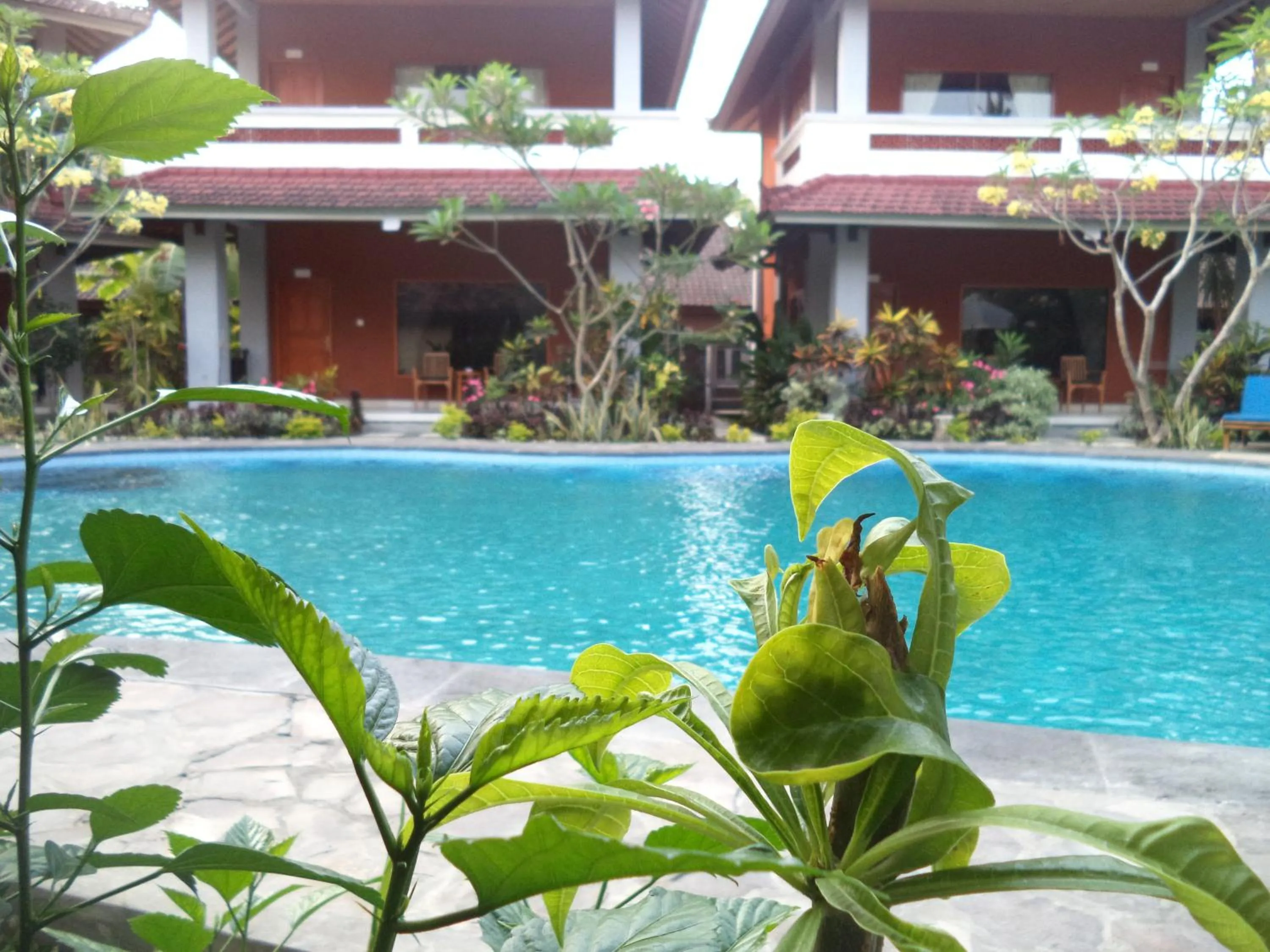 Swimming pool in Hotel My Lovina