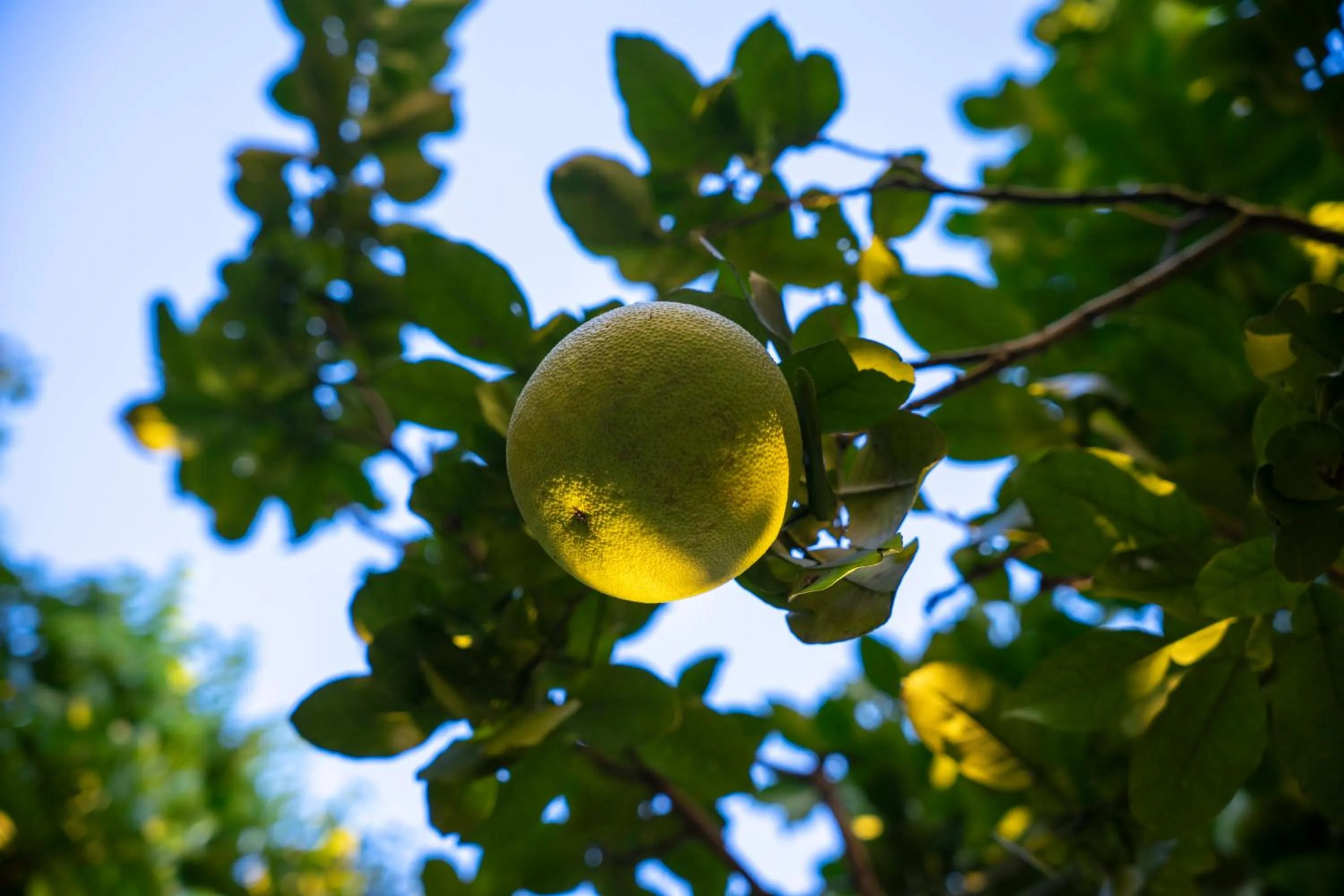 Spring in Tam Coc Minh Hung Homestay