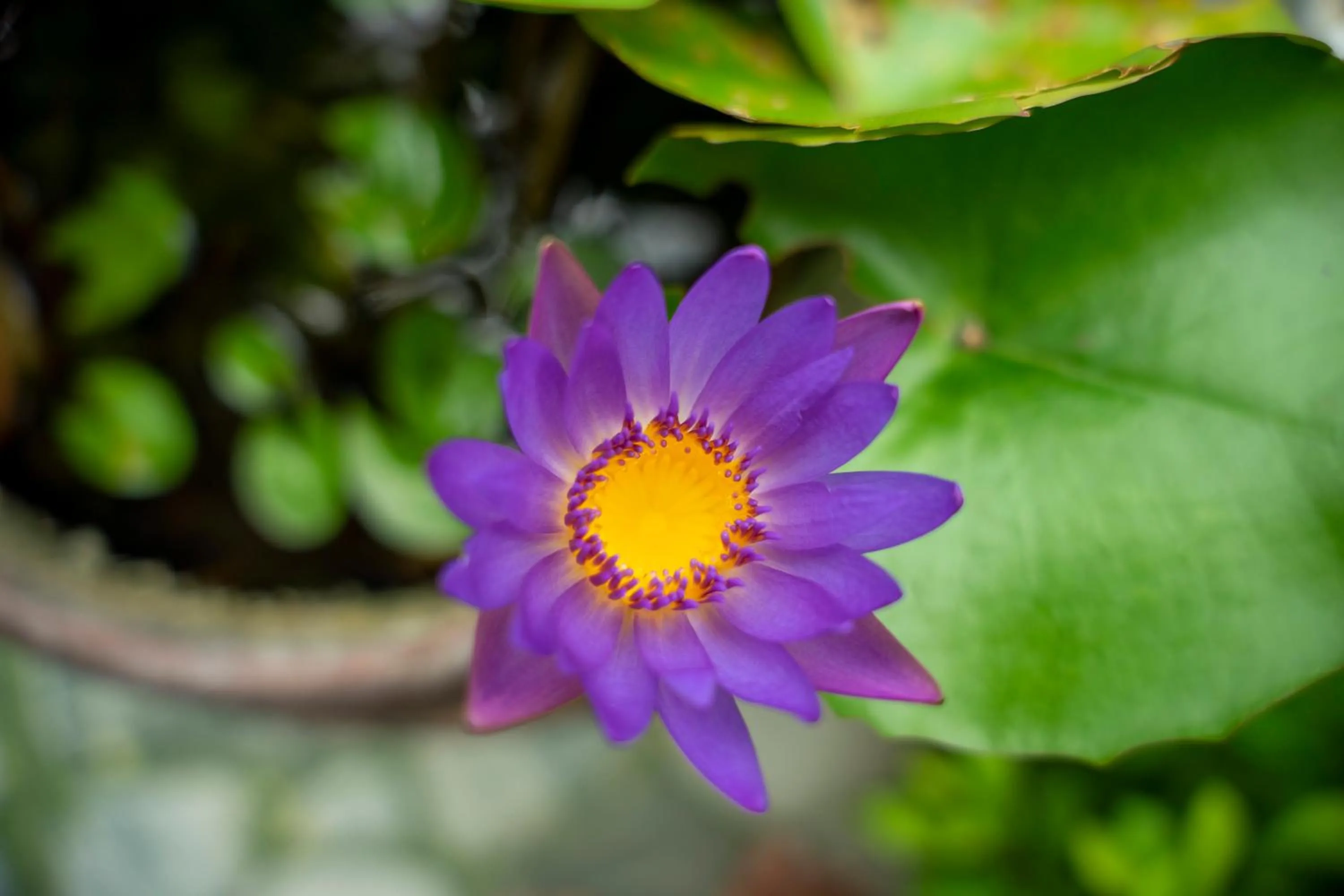Garden view in Tam Coc Minh Hung Homestay
