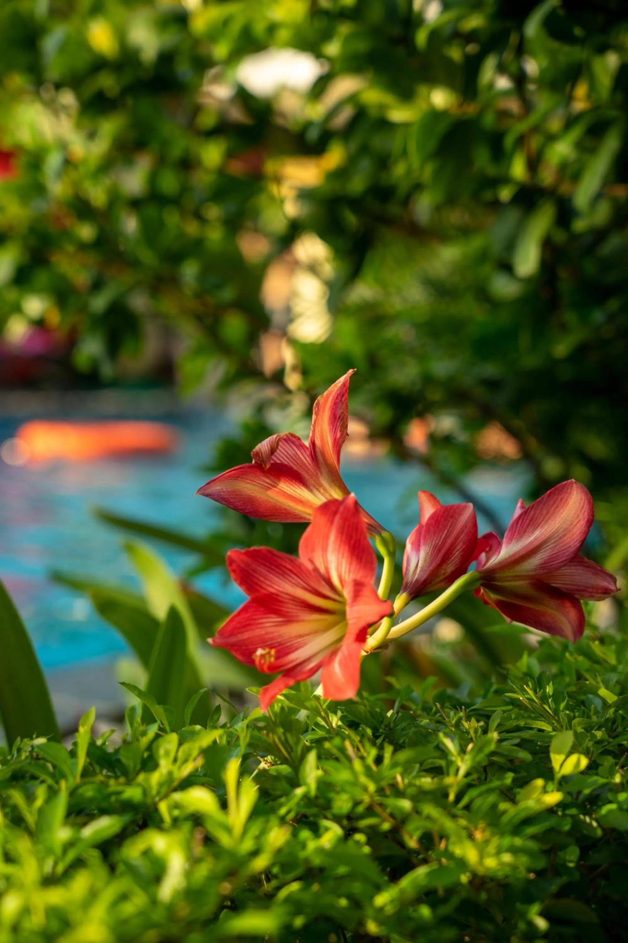 Spring in Tam Coc Minh Hung Homestay