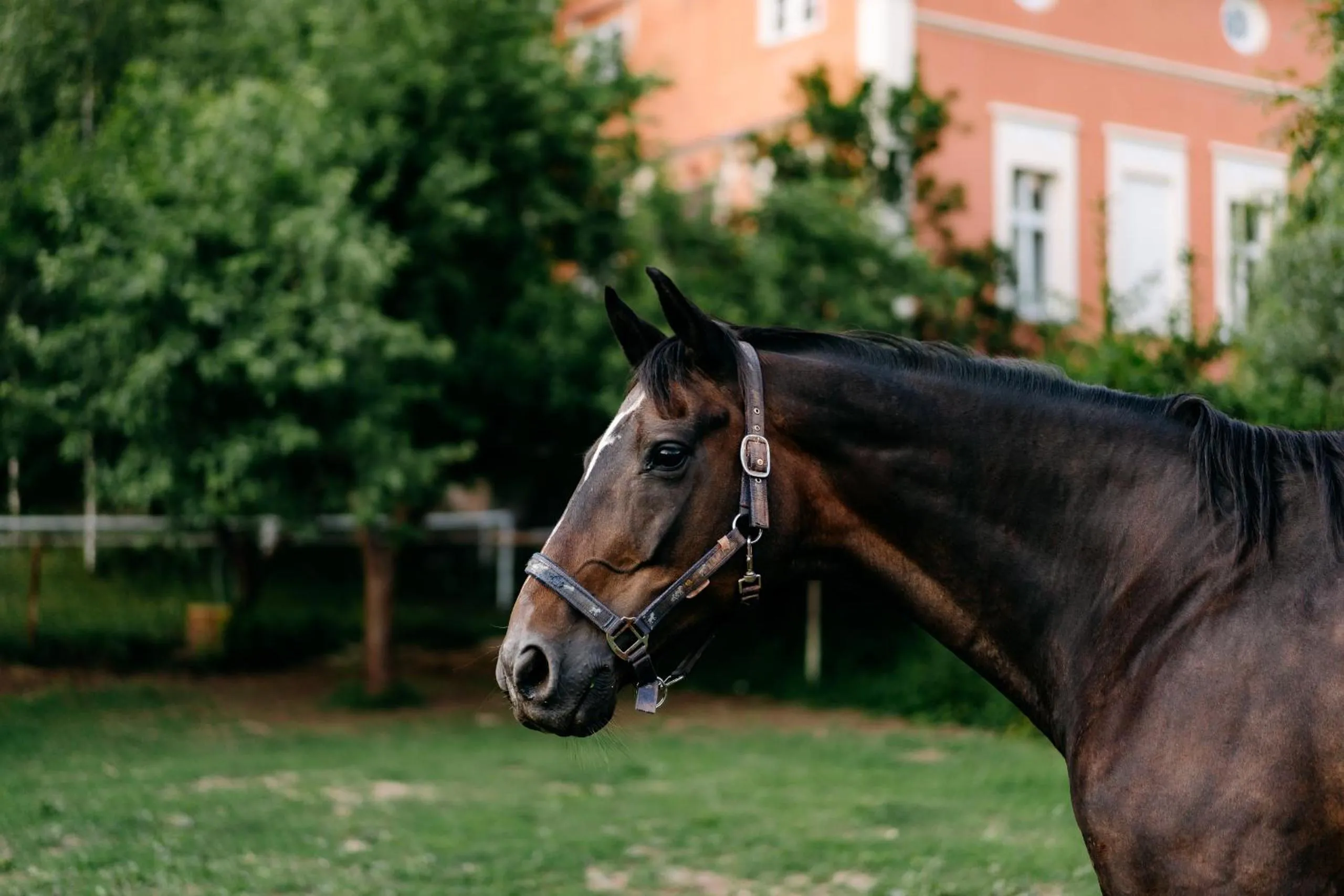 Animals in Pension Zámek Rudník