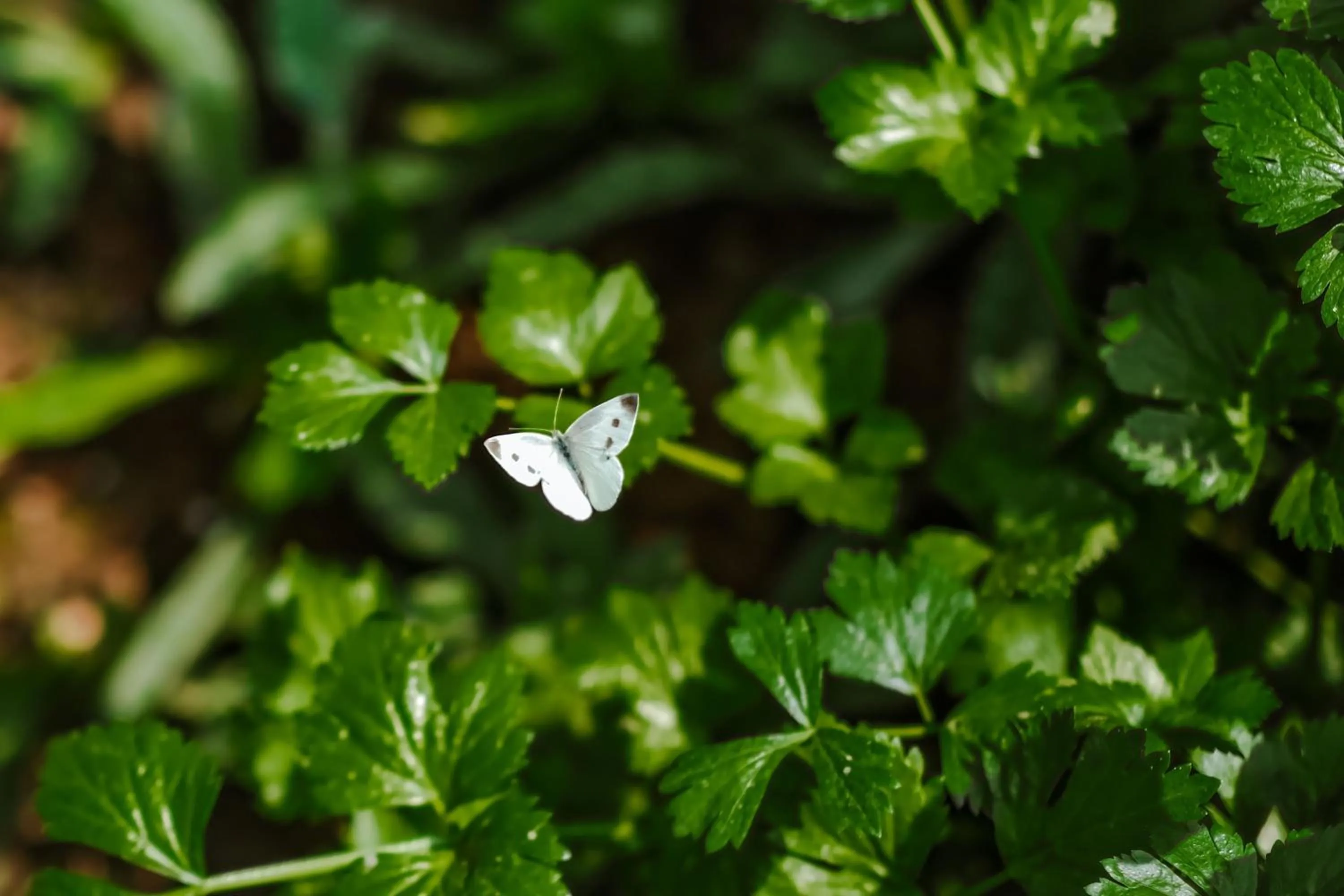 Other in JW Marriott Hotel Hanoi