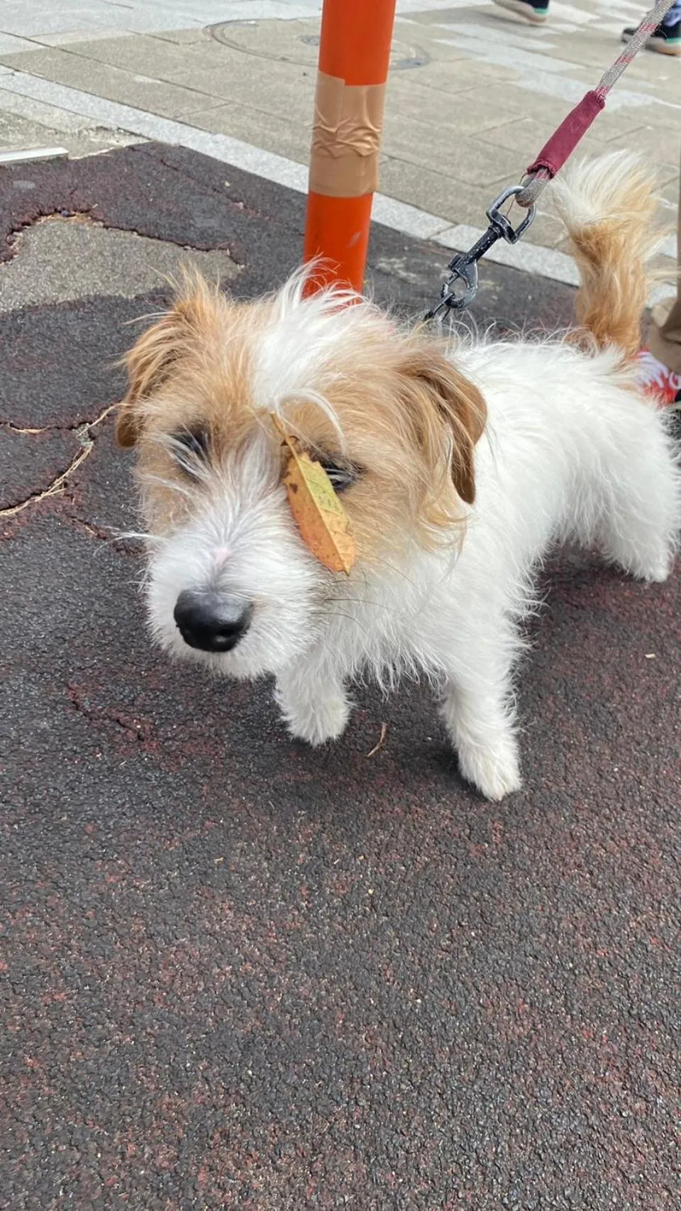 Beach side House SHELL kamakurahase