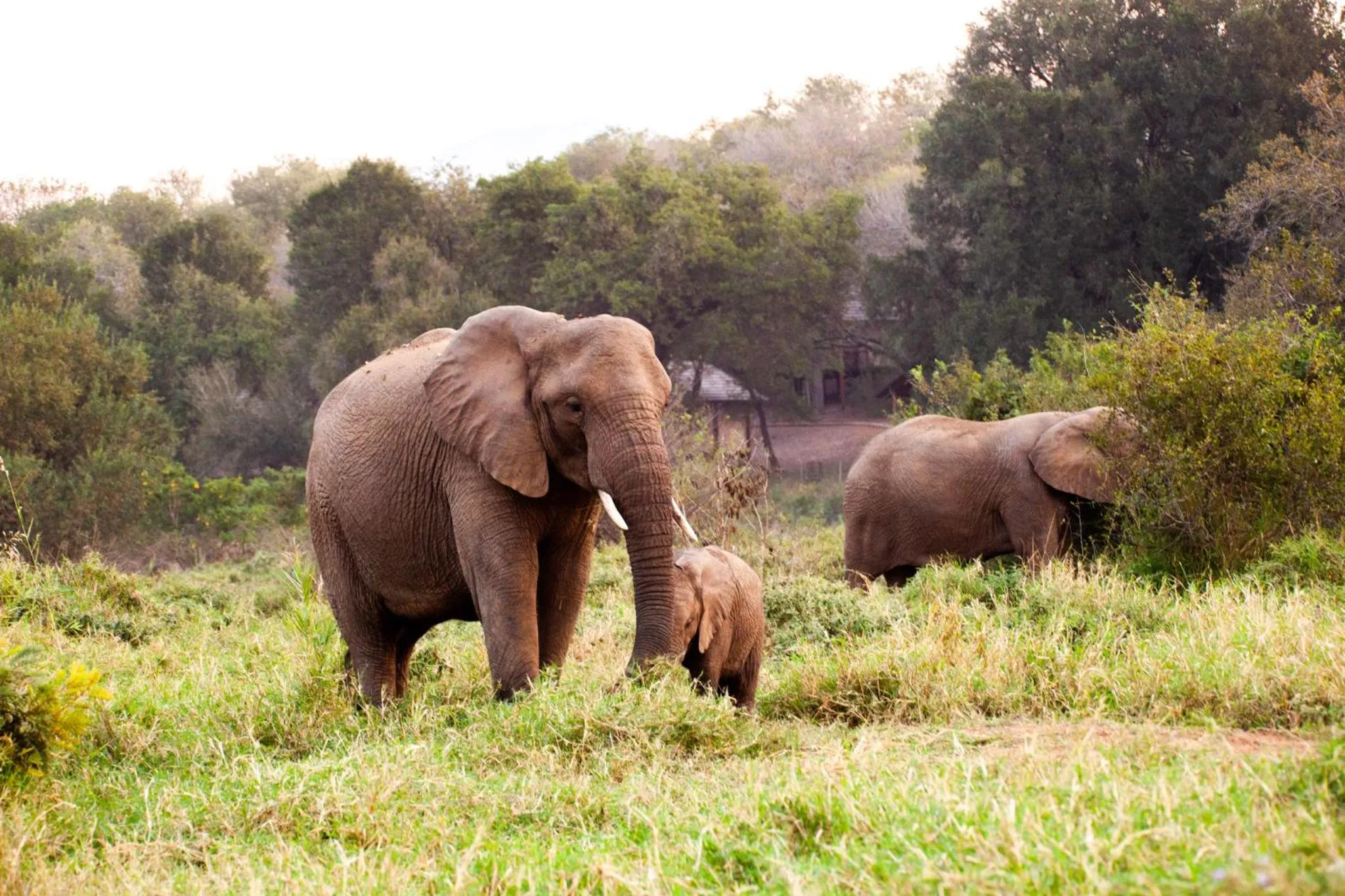 Activities in Karongwe River Lodge