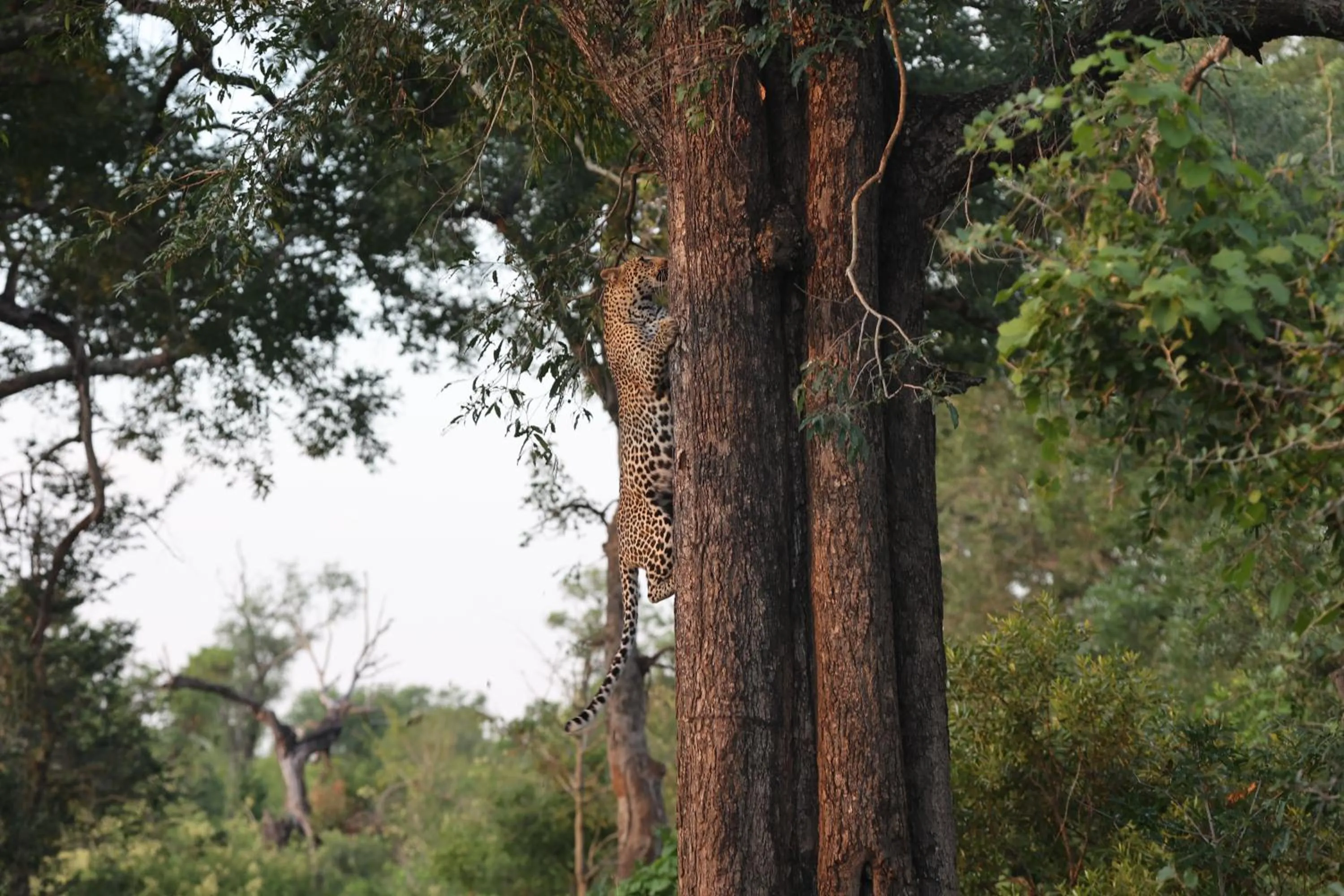 Property building in Karongwe River Lodge
