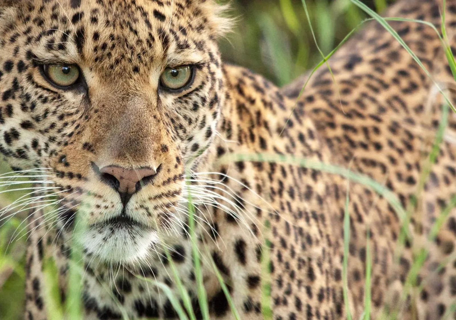 Animals in Karongwe River Lodge