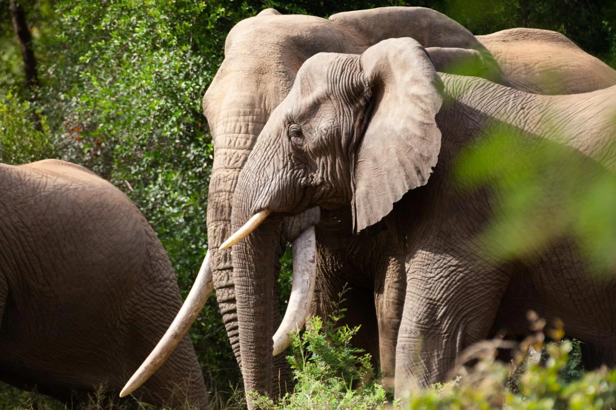 Activities in Karongwe River Lodge